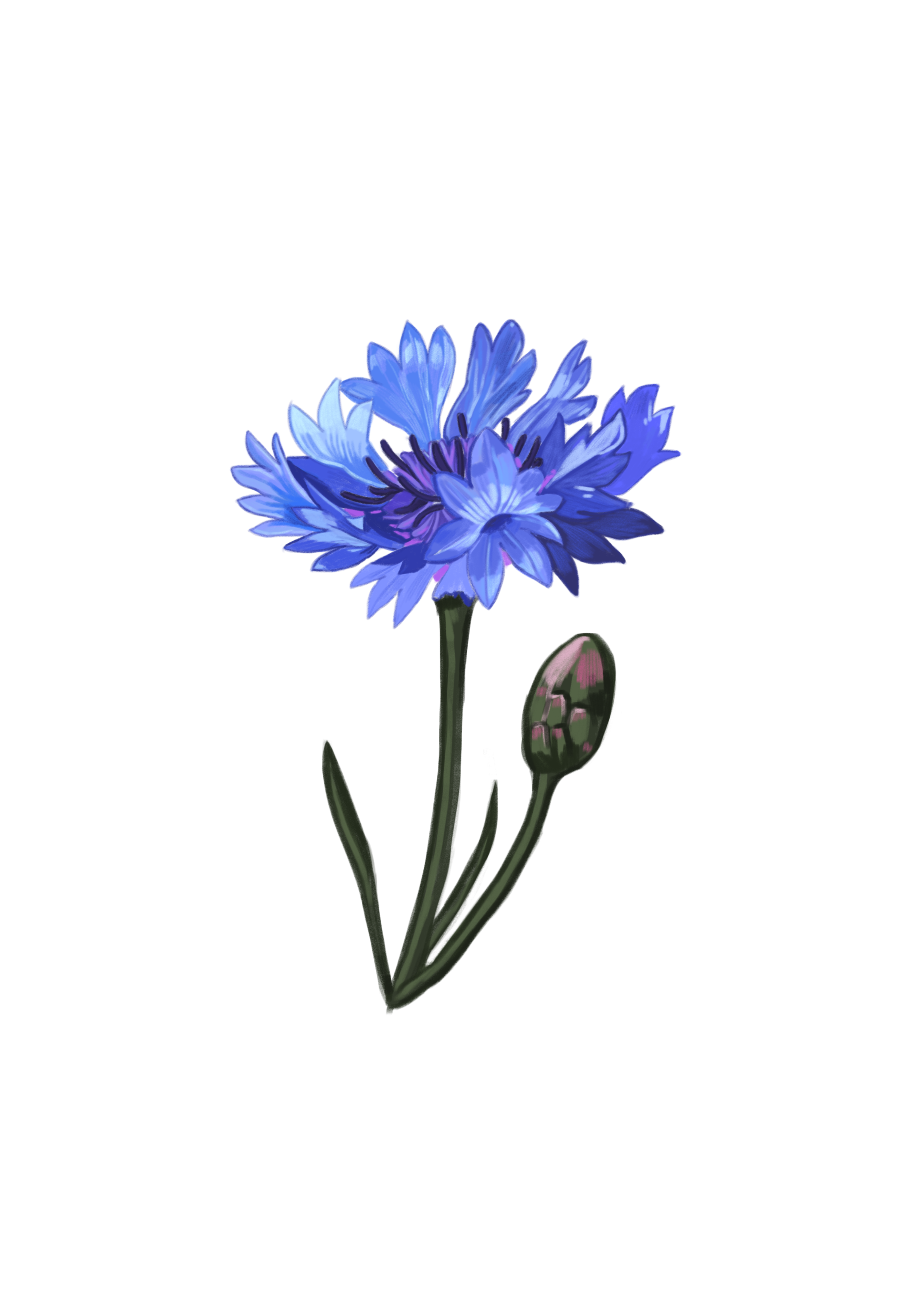 cornflower.png