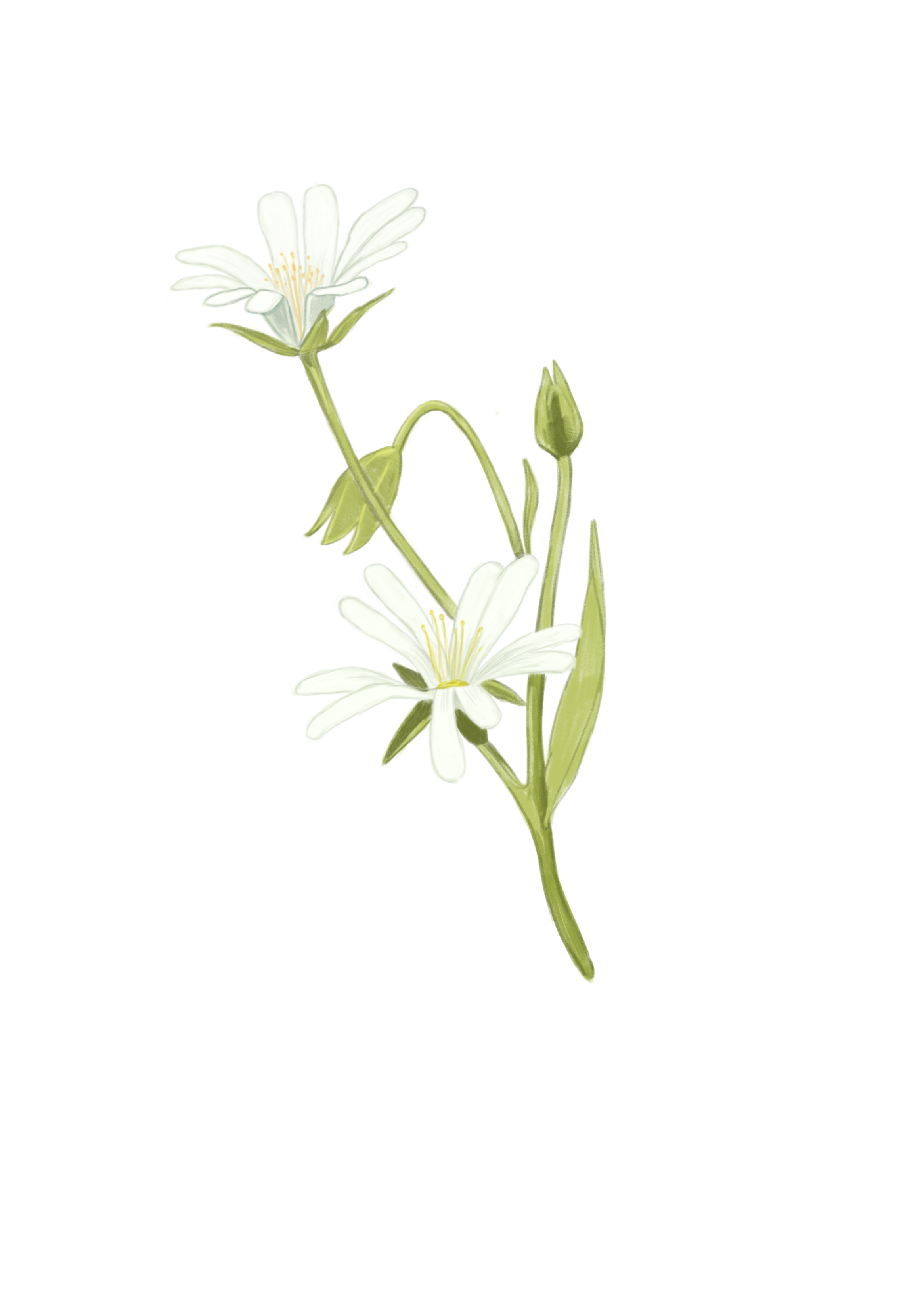 greaterstitchwort.png
