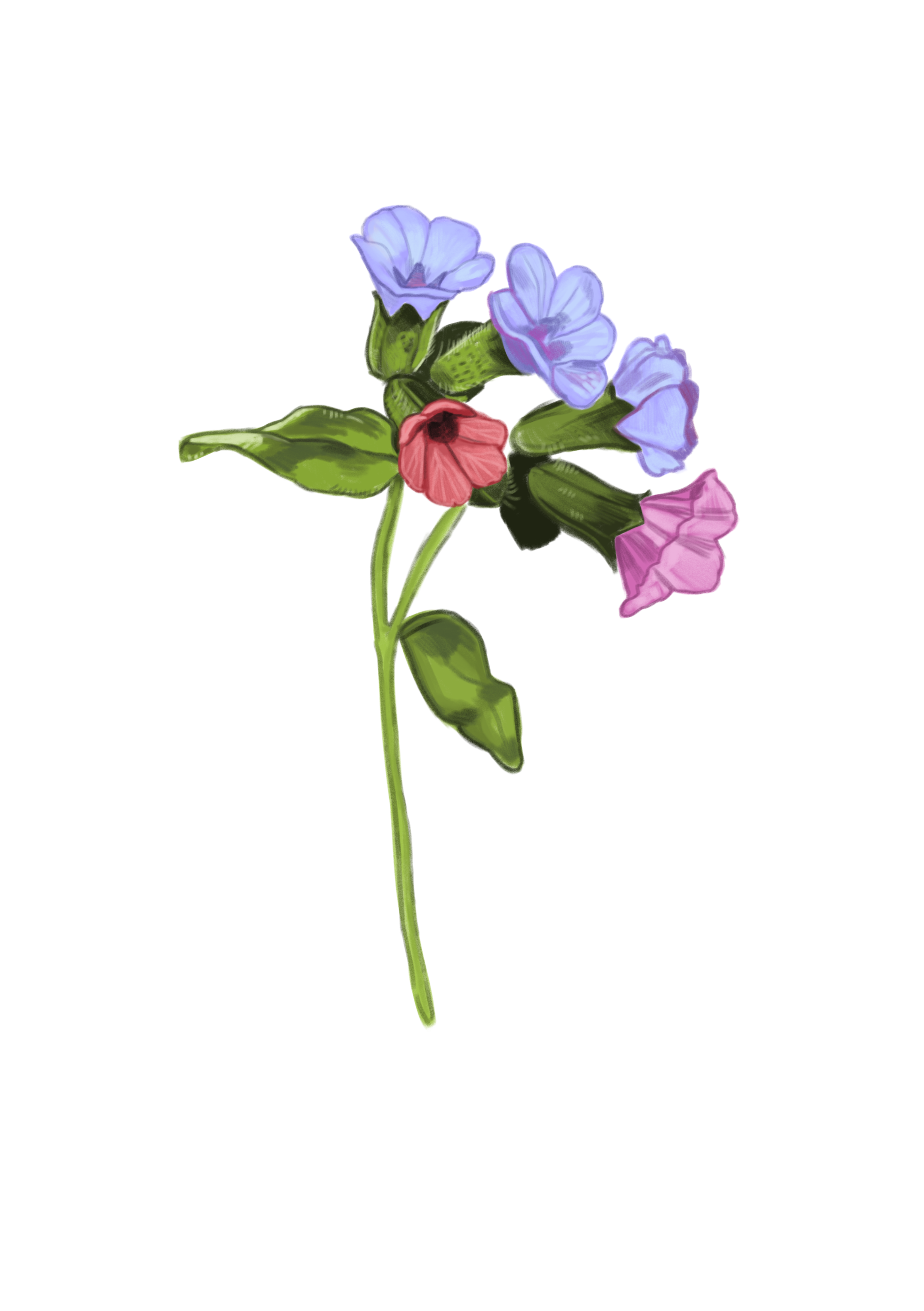 commonlungwort.png