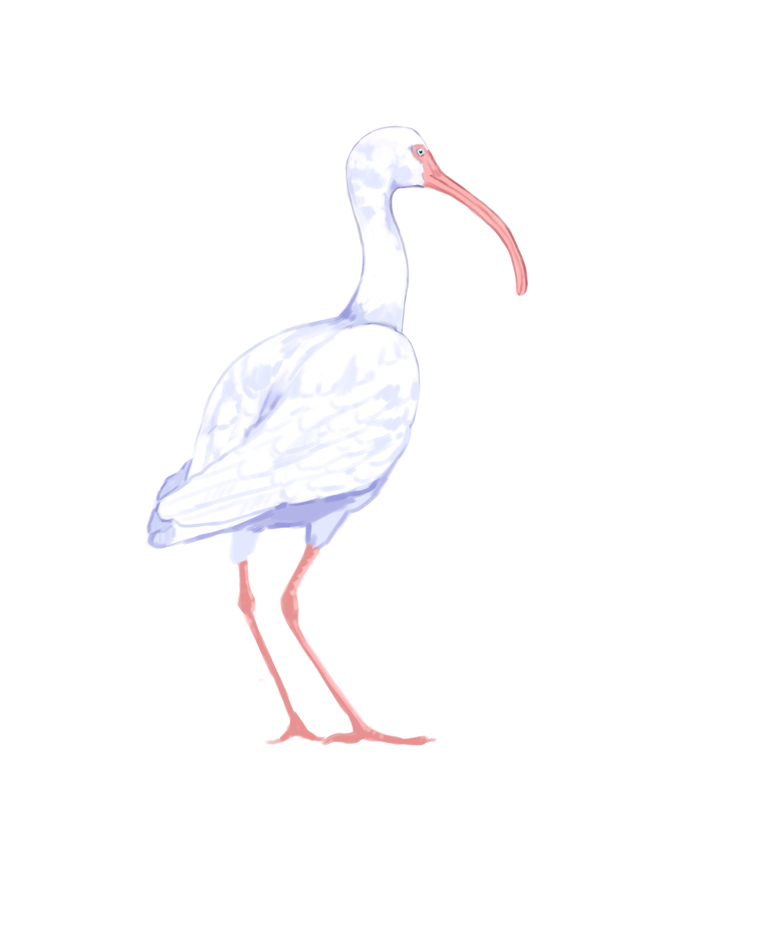 WhiteIbis.png