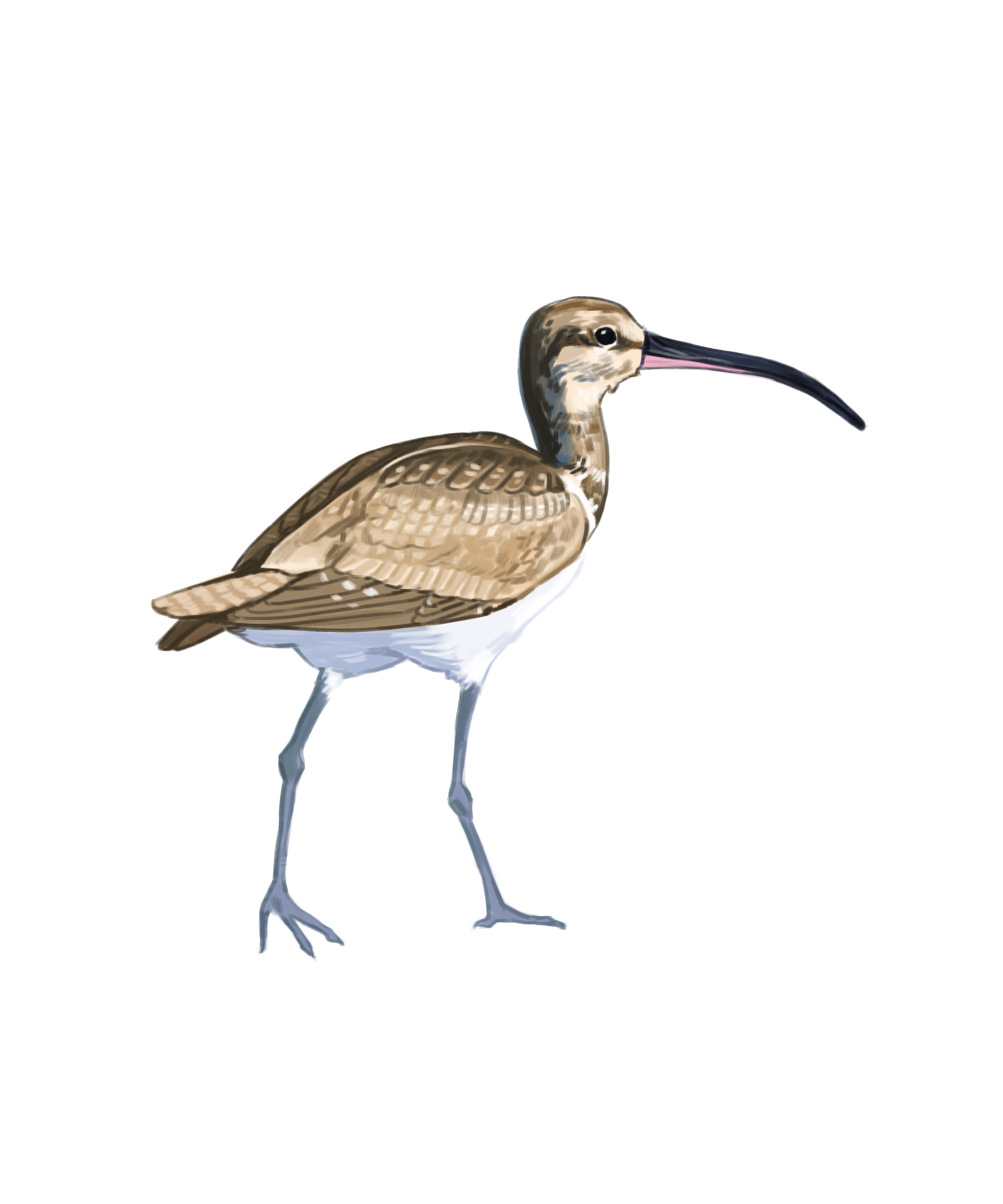 Whimbrel.png