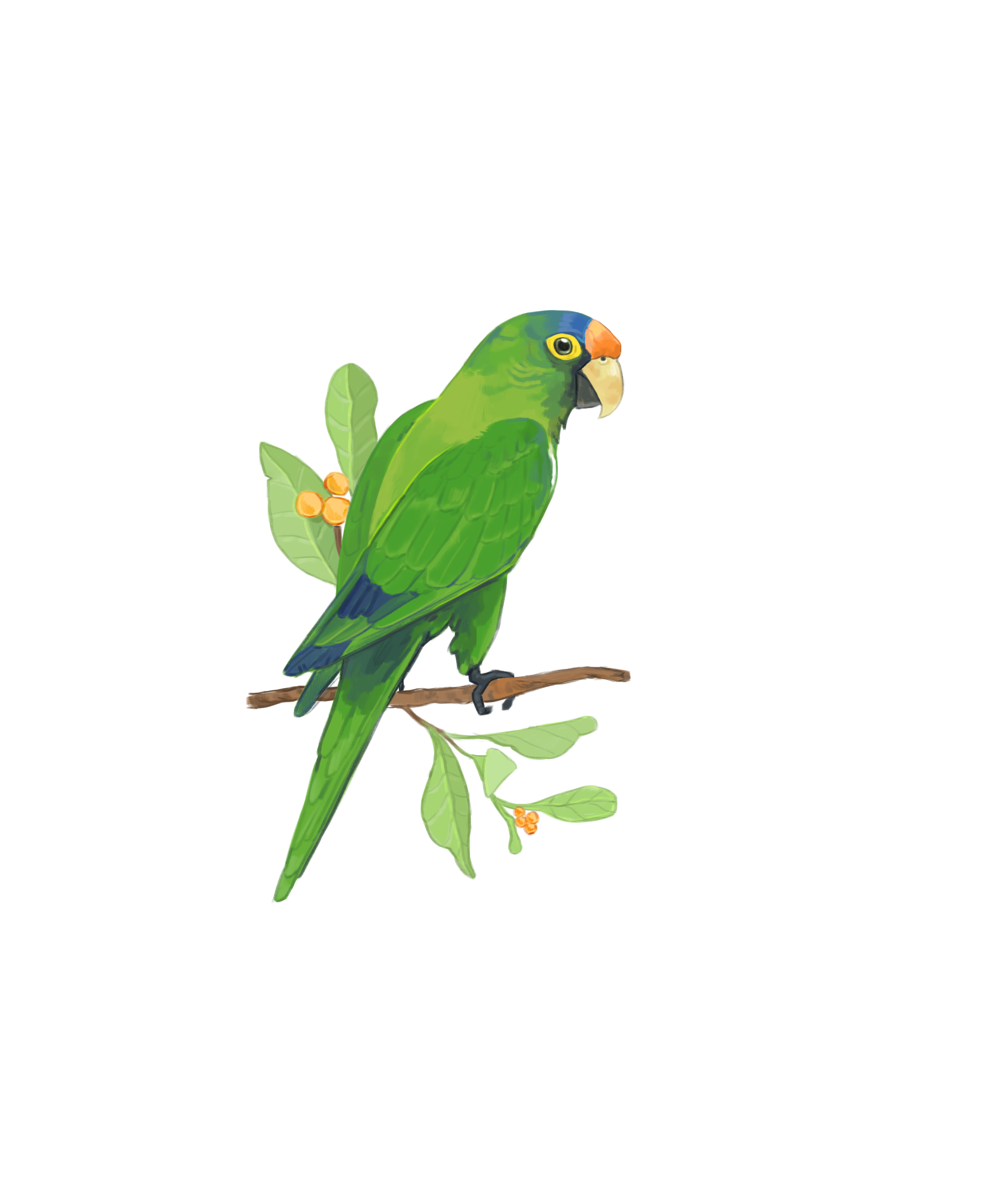 Parakeet.png