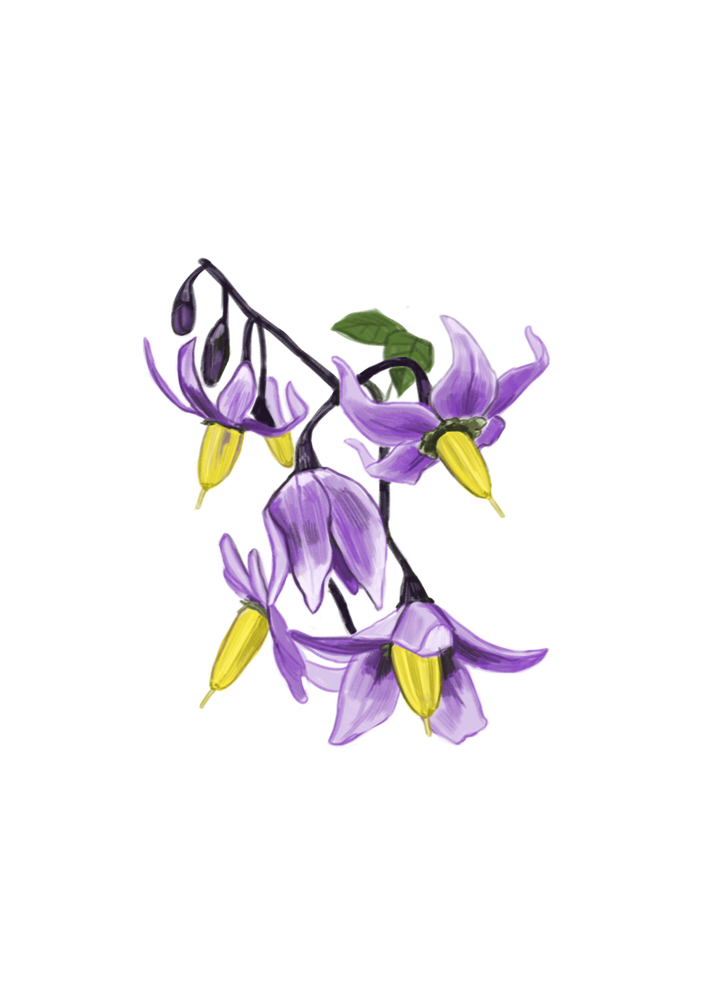deadlynightshade.png