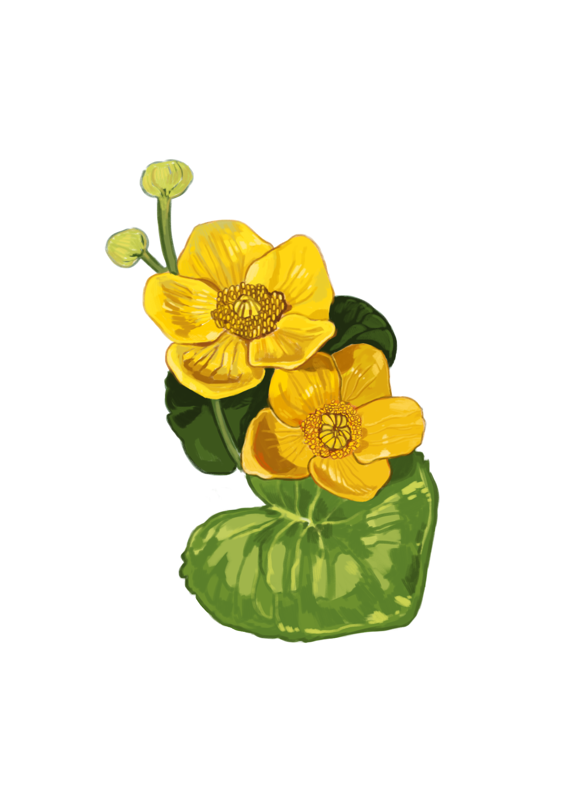 marigold2.0.png