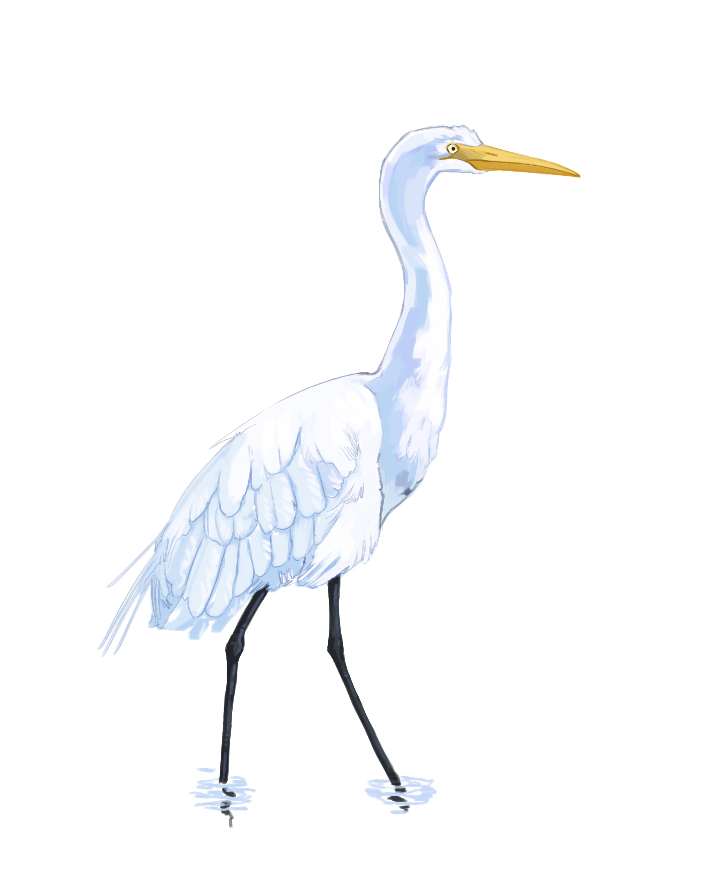 GreatWhiteEgret.png