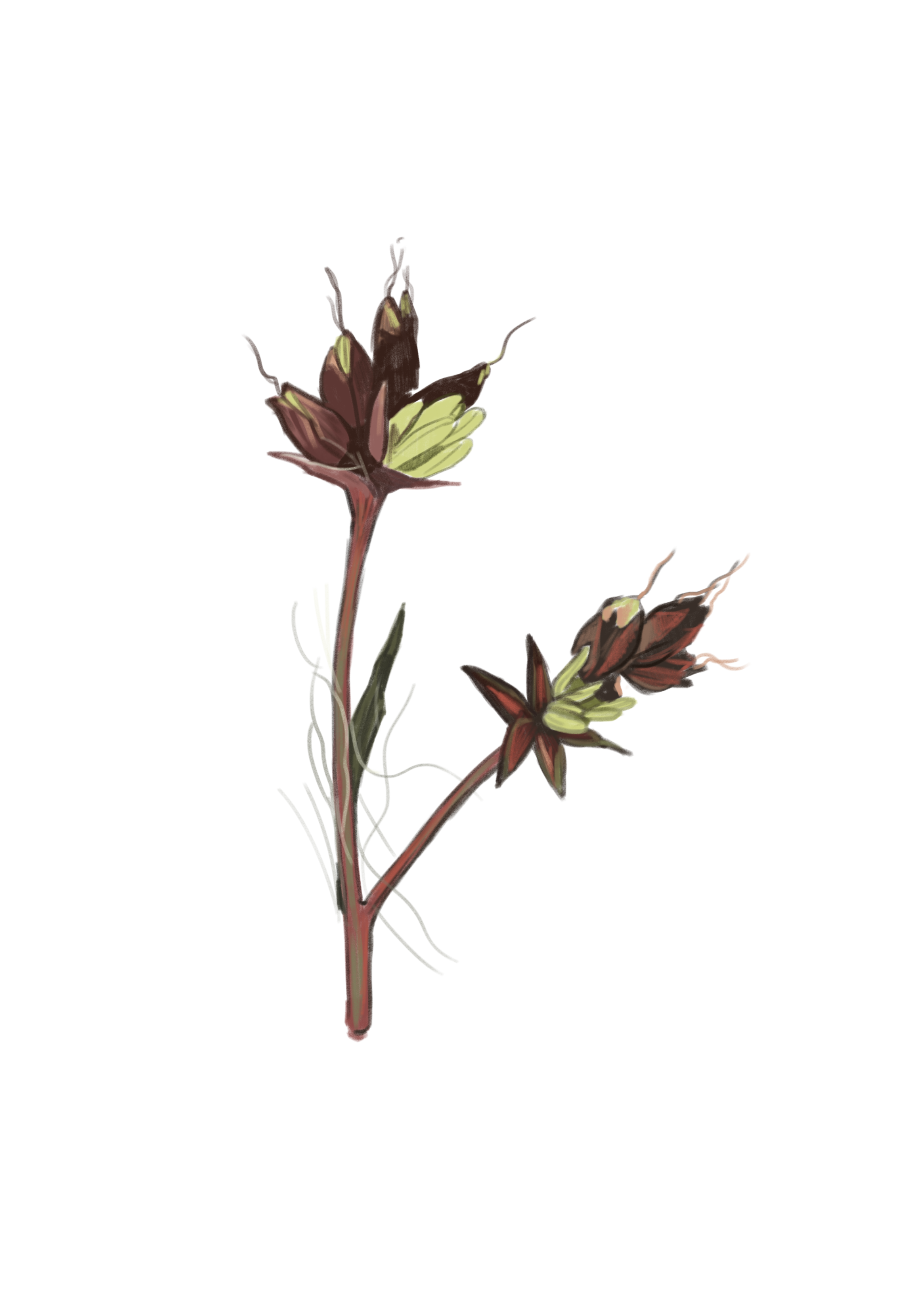 woodrush.png