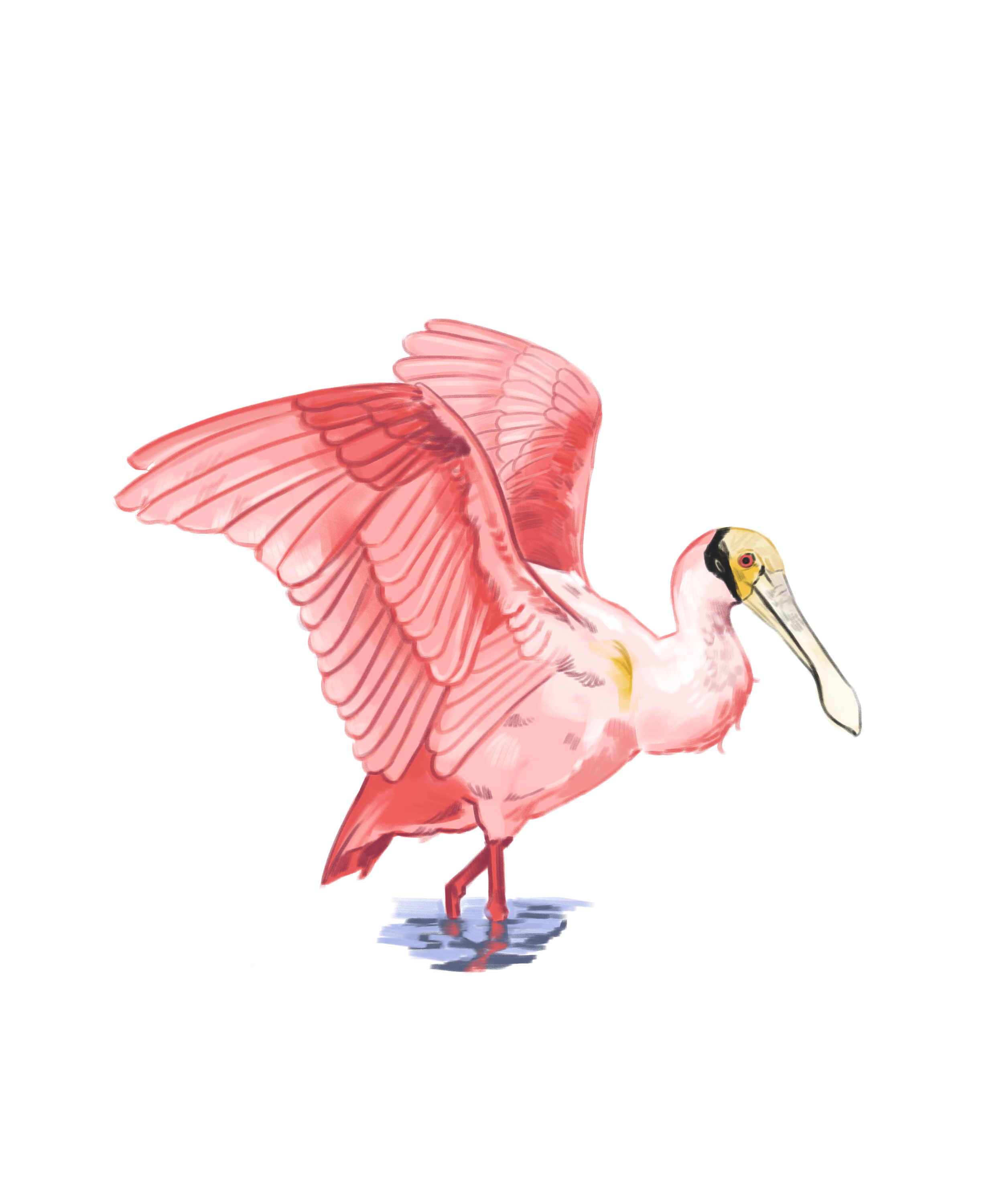 Spoonbill.png
