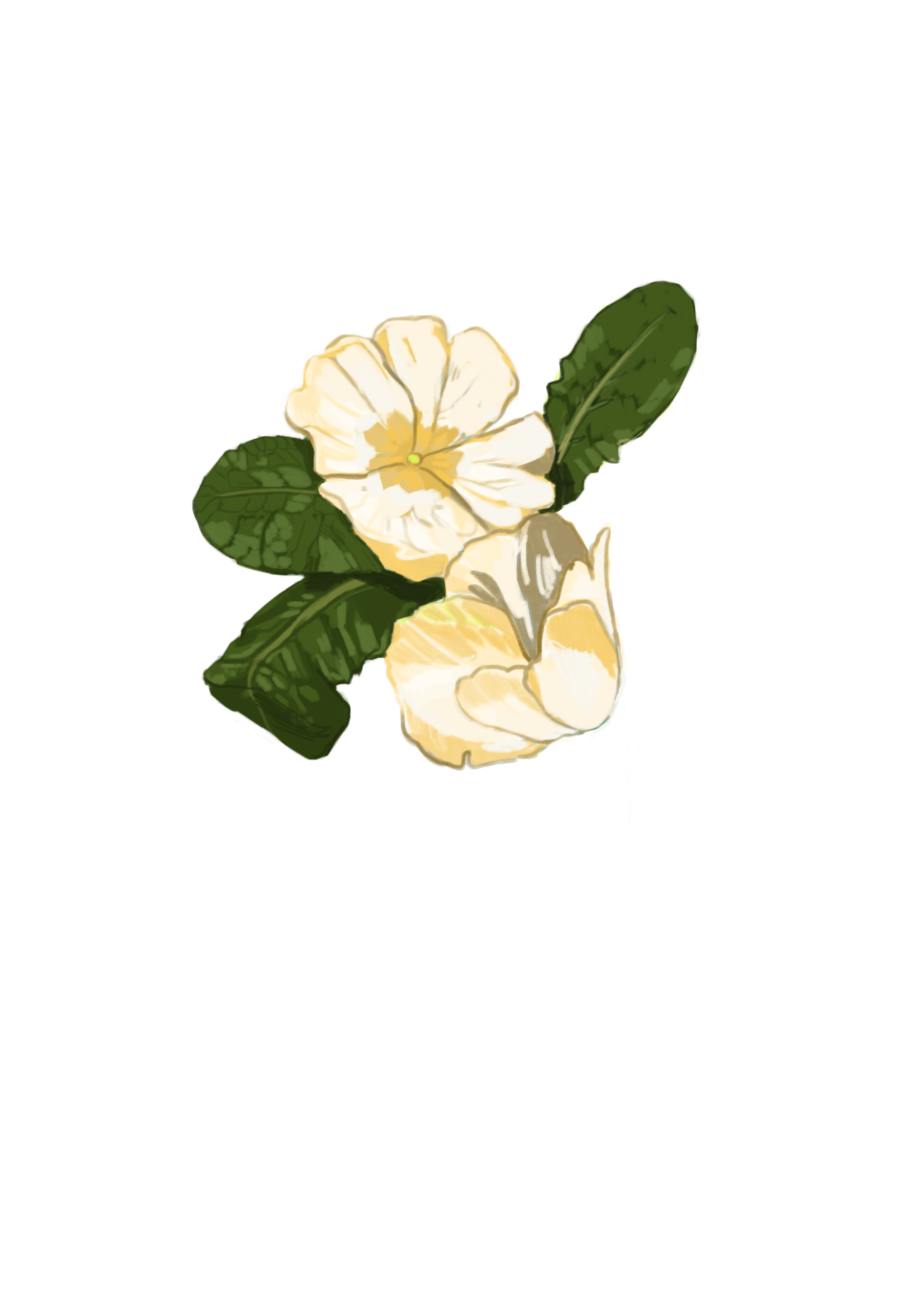 primrose2.0.png