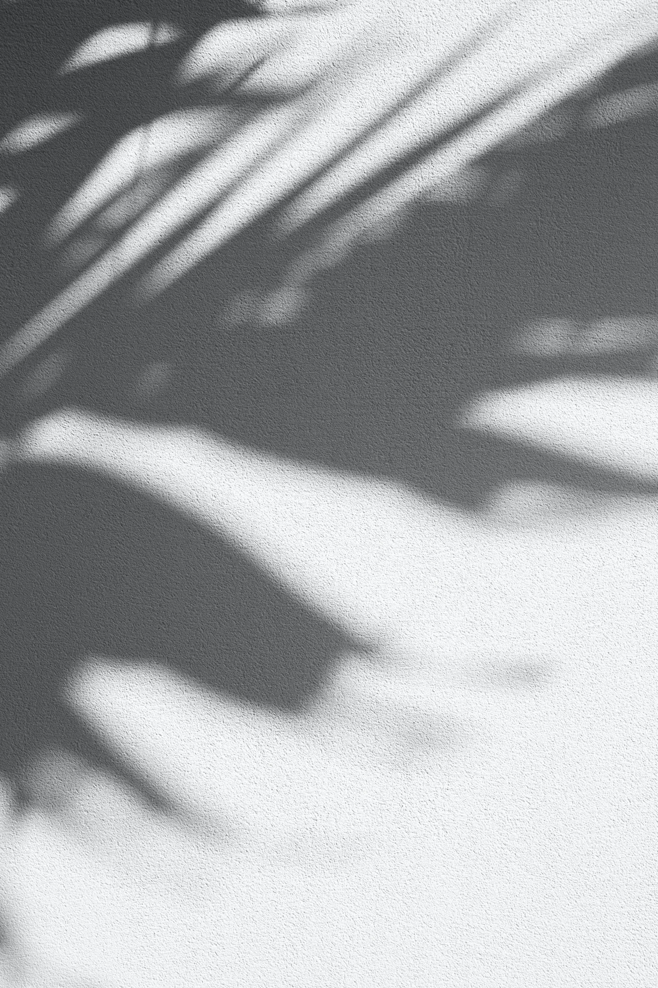 aesthetic black and white shadow of a palm frond on a white textured wall