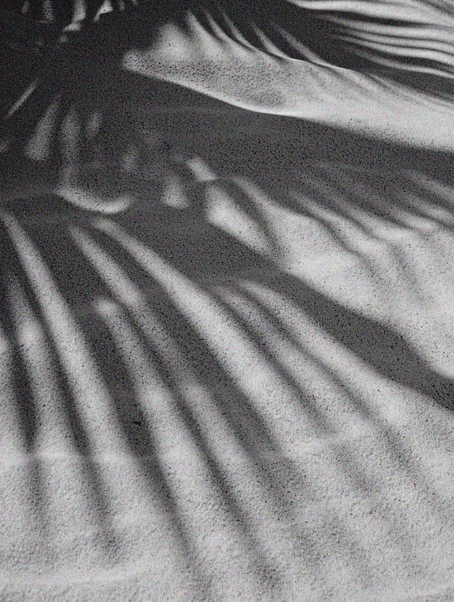 black and white shadow of a palm frond on sand