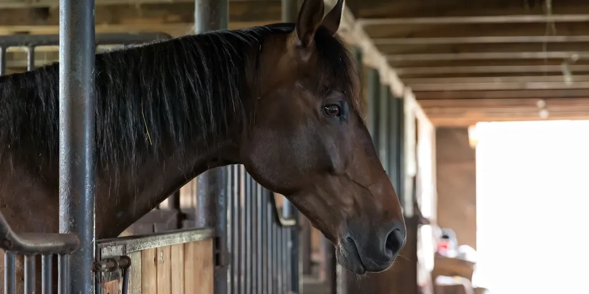 dark horse in stall.webp