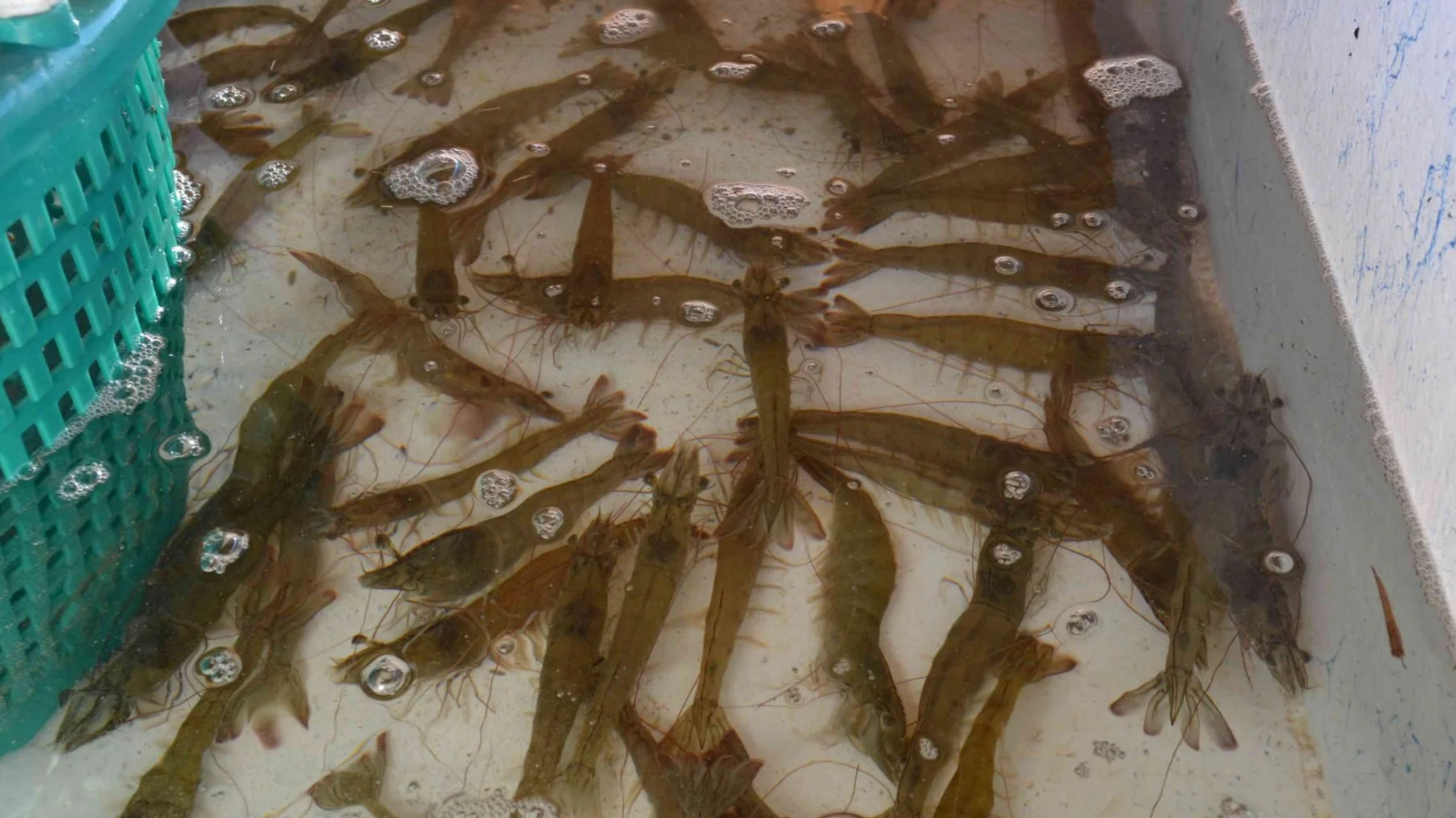 Shrimp in a tank