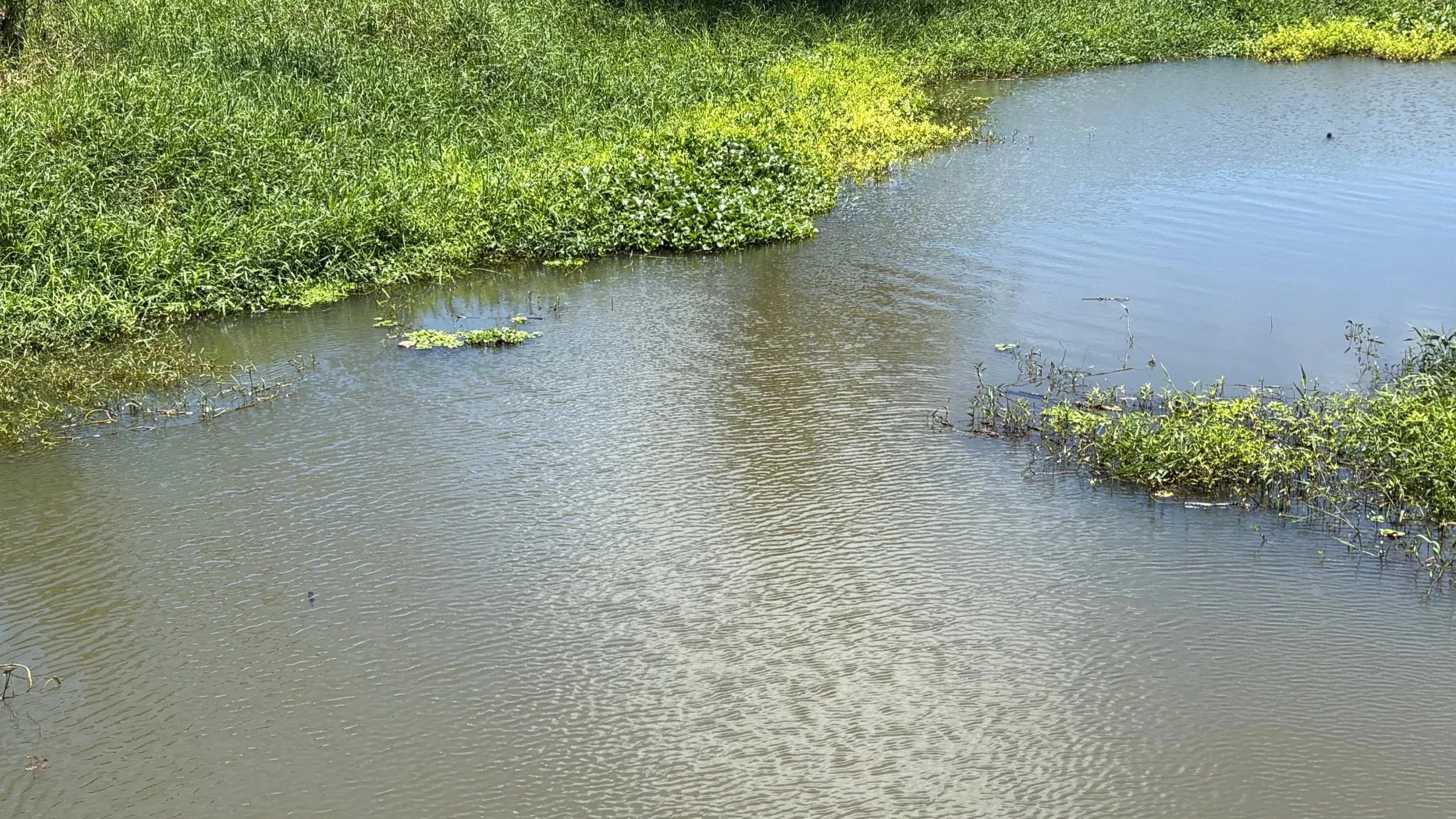 Pond with murky green water and aquatic vegetation
