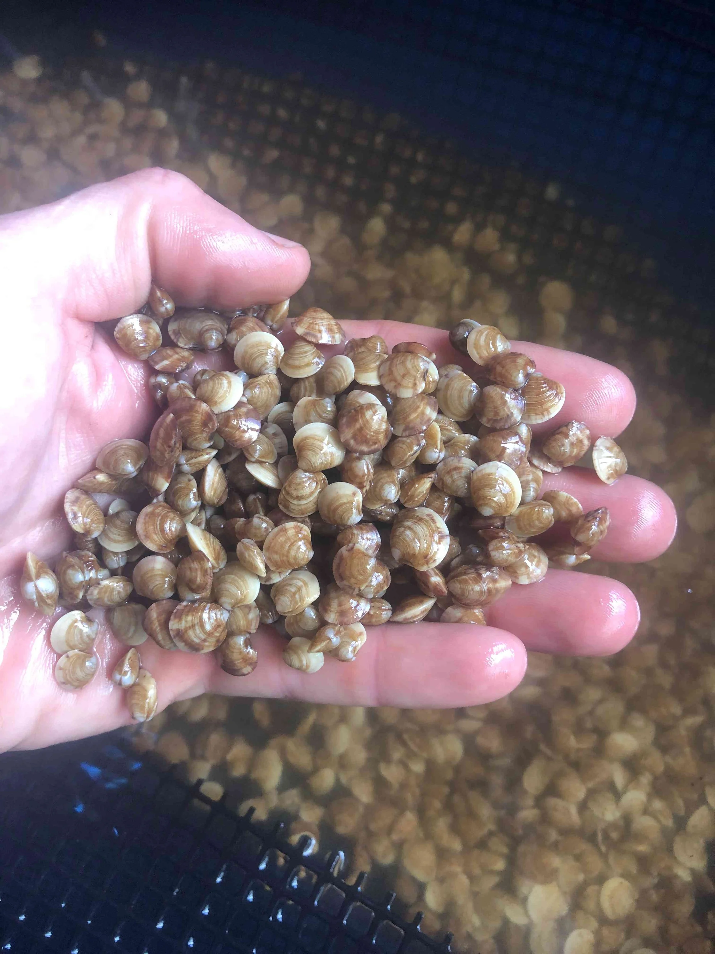 Clam seed held in a hand.