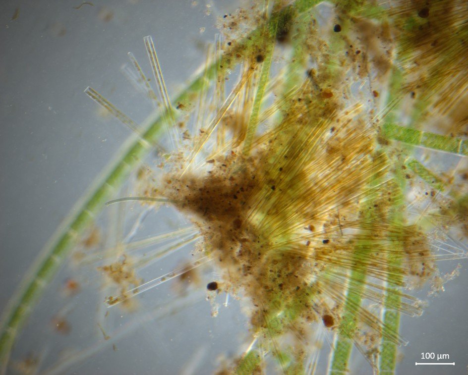 Diatoms attached to a Spirogyra filament.