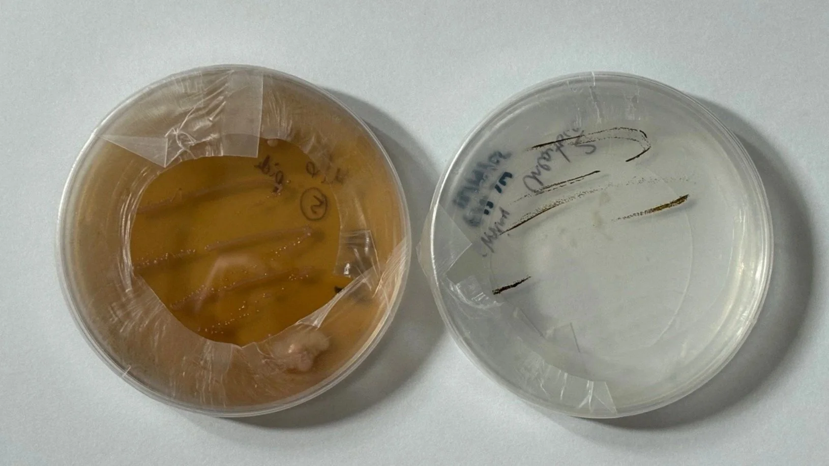 Agar plates with algae and bacteria.