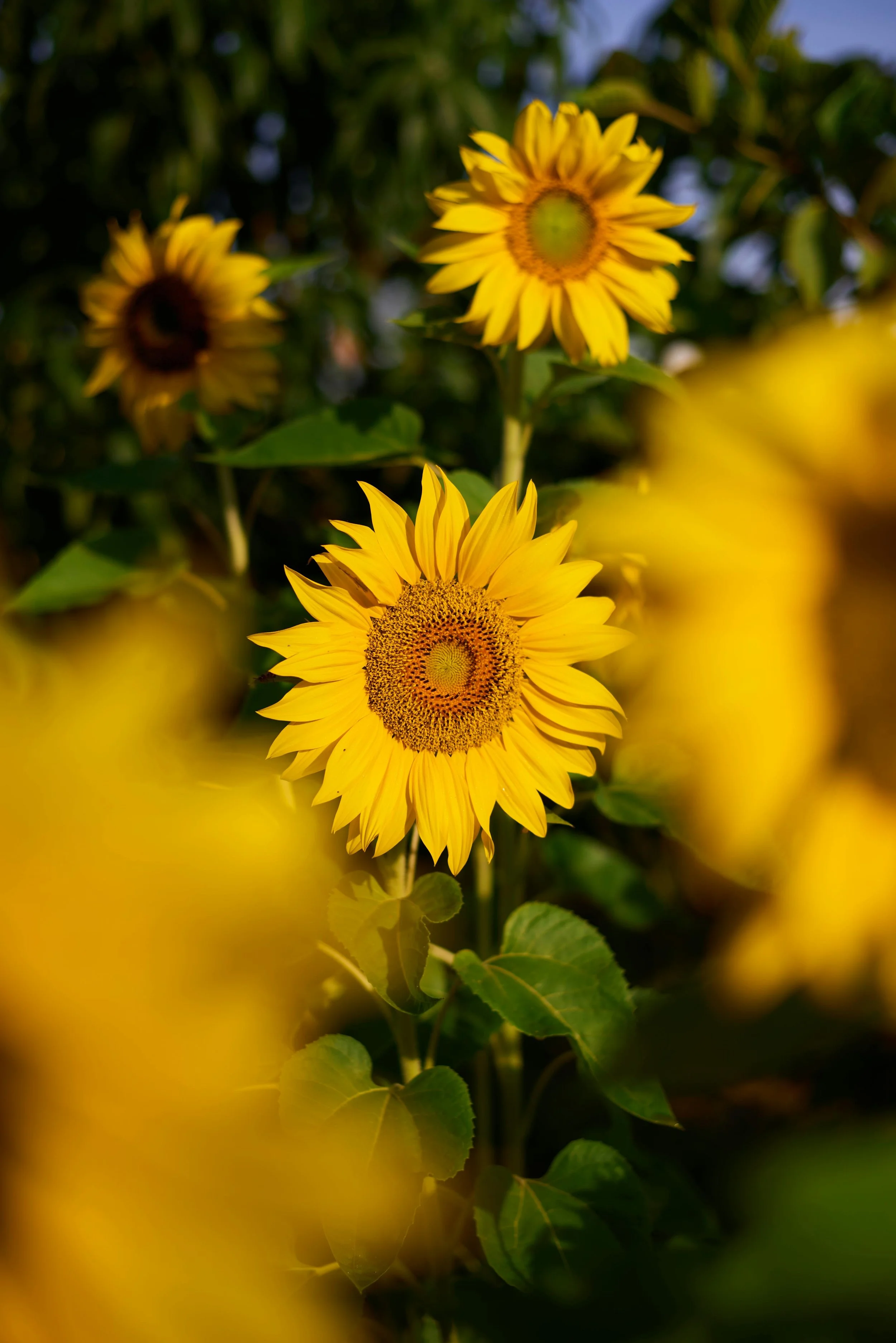 Sunflowers, Sunsets & Sippin' (Sun Aug 24 @ 7pm)
