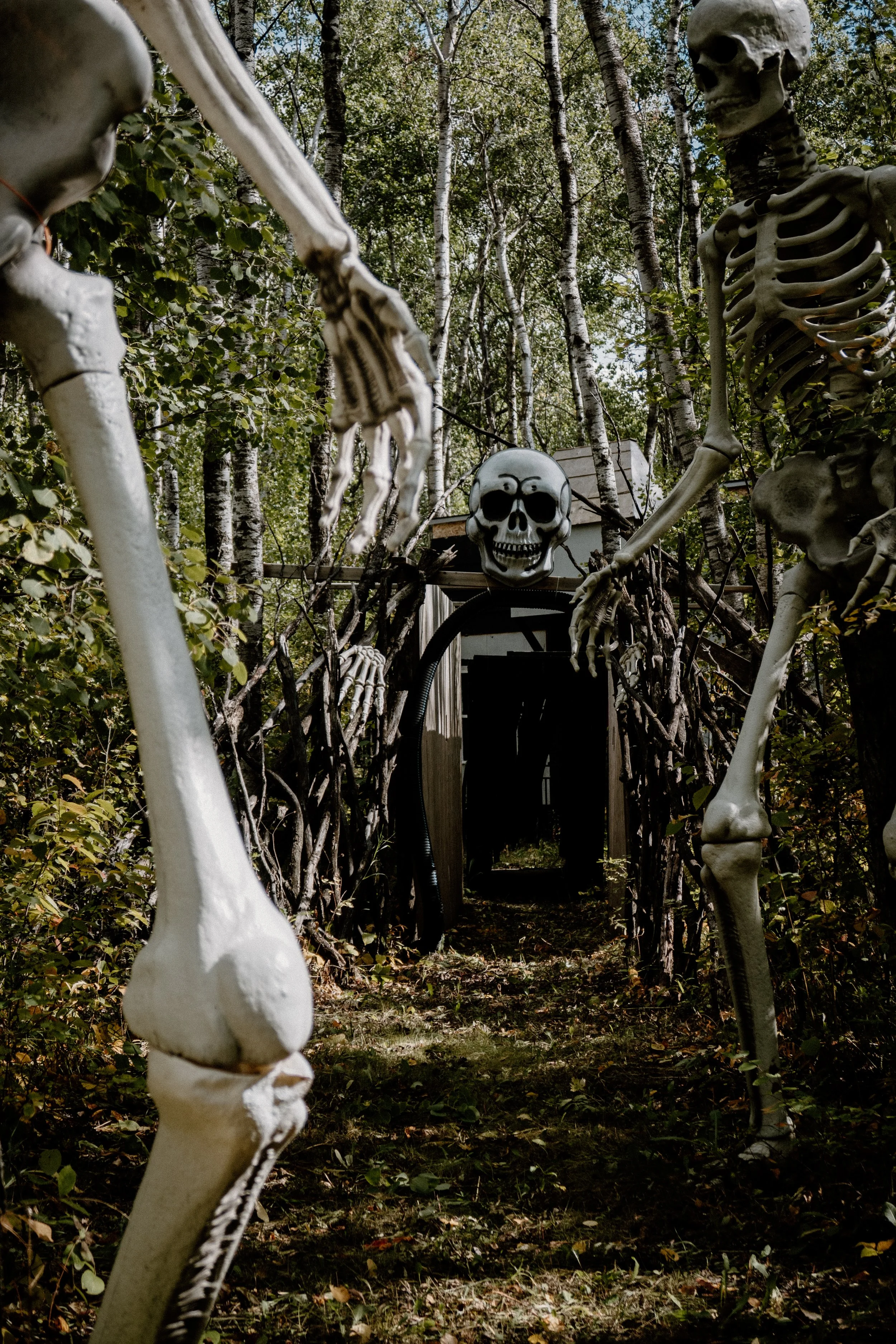 A Halloween display with skeletons arranged among trees and bushes in a backyard, with a skull decoration at the center.