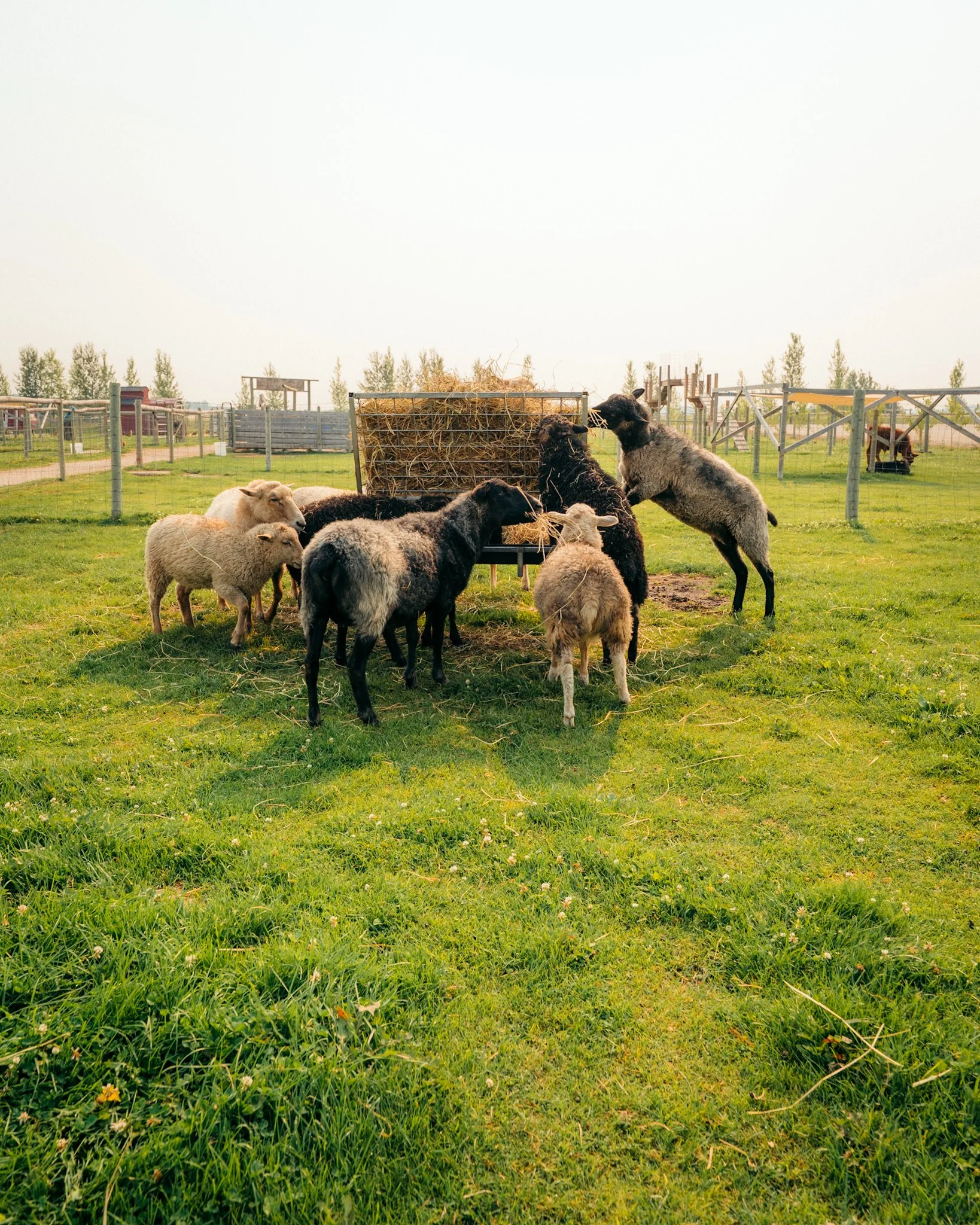 Deer Meadow Farms | Farm Attractions & Events Near Winnipeg