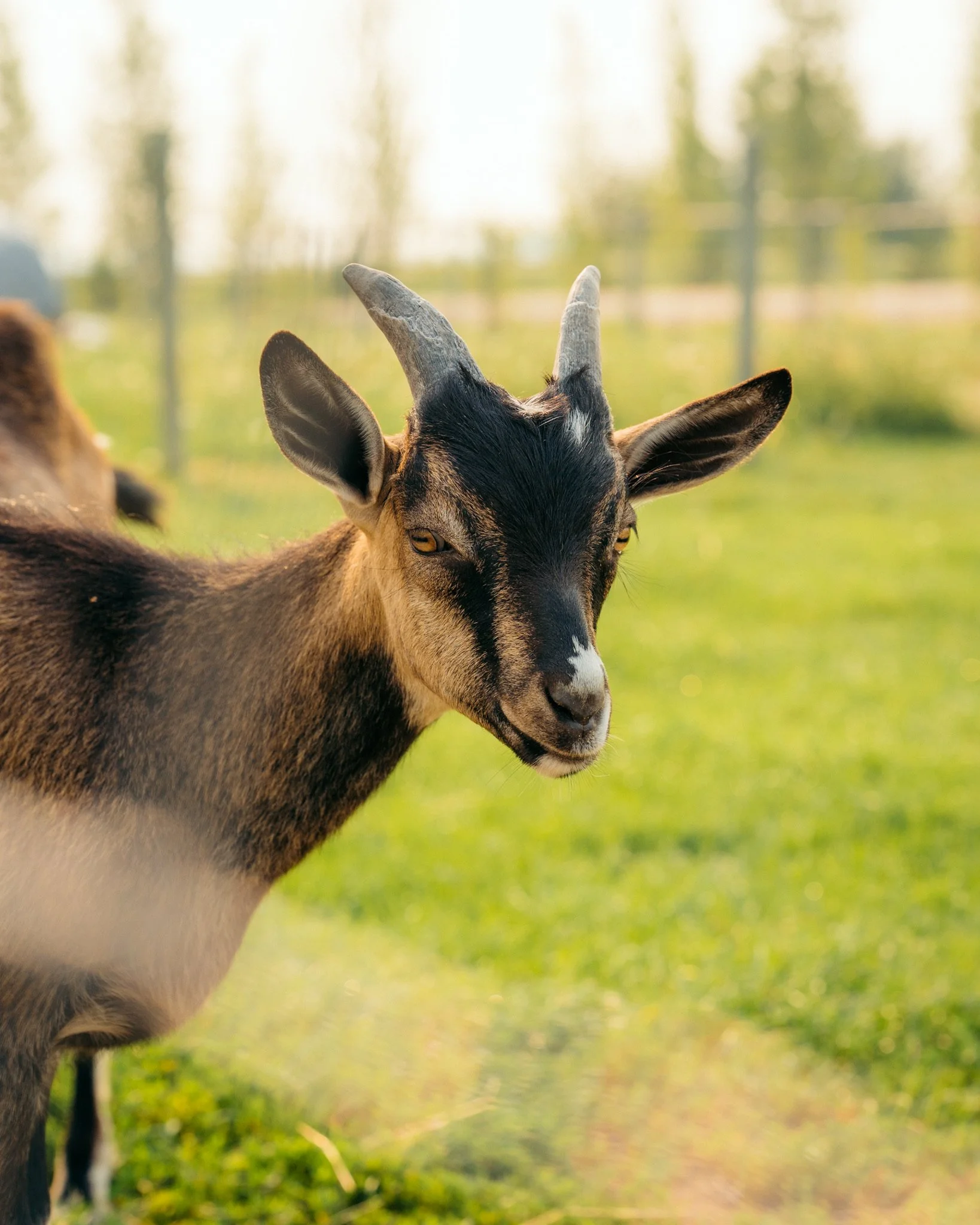 Goat Yoga