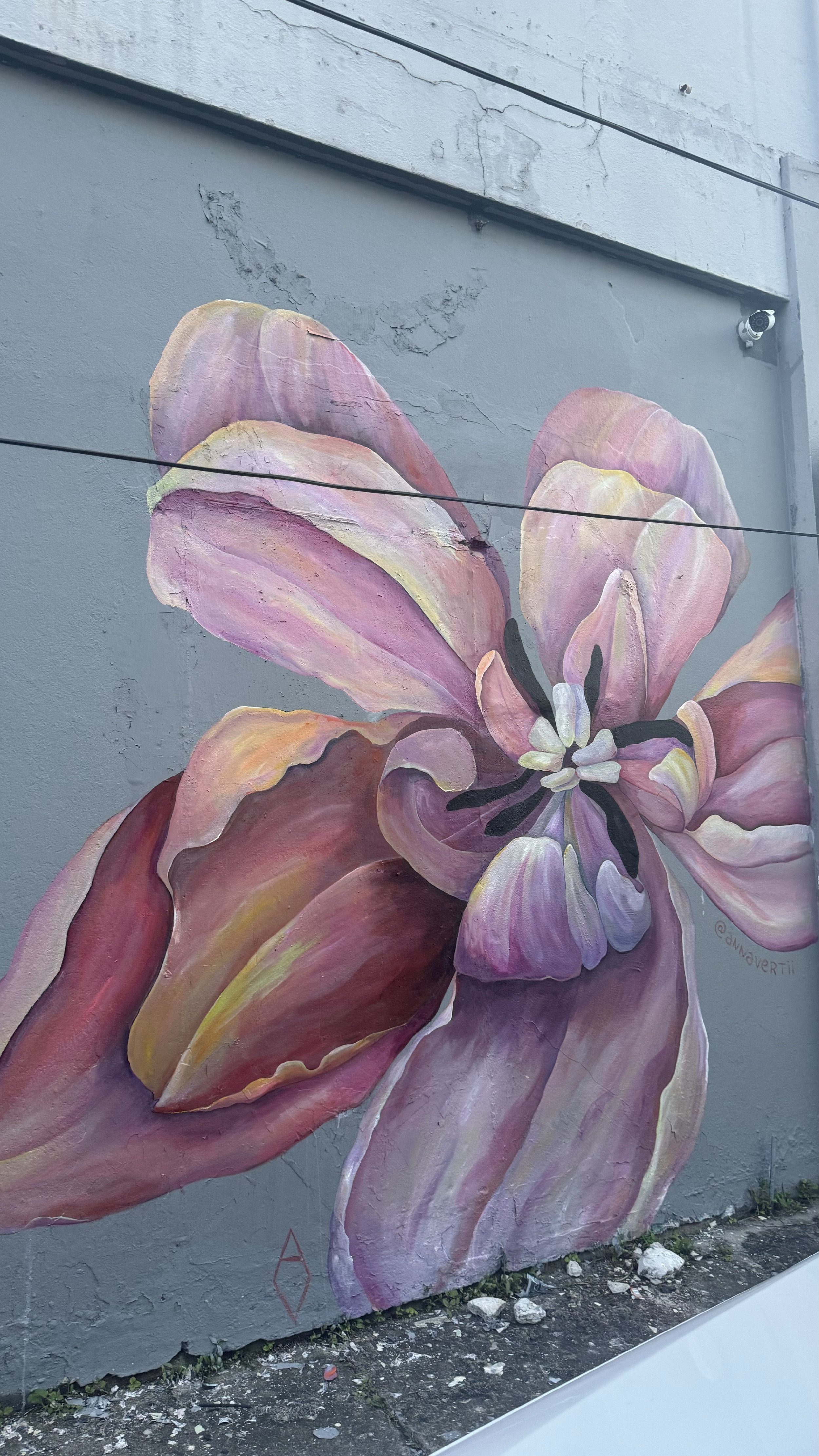 Large-scale mural by AnnaV in Puerto Rico — soft pink and coral flower with deep black center, painted on a gray alley wall