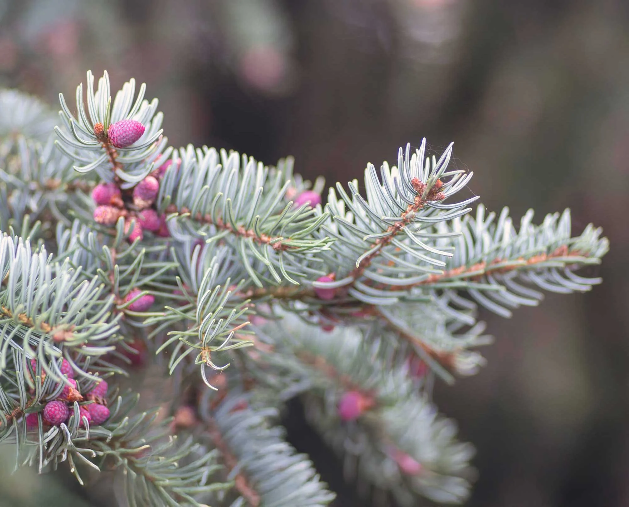 Close-up of blue spruce branches with pink cones and needles.