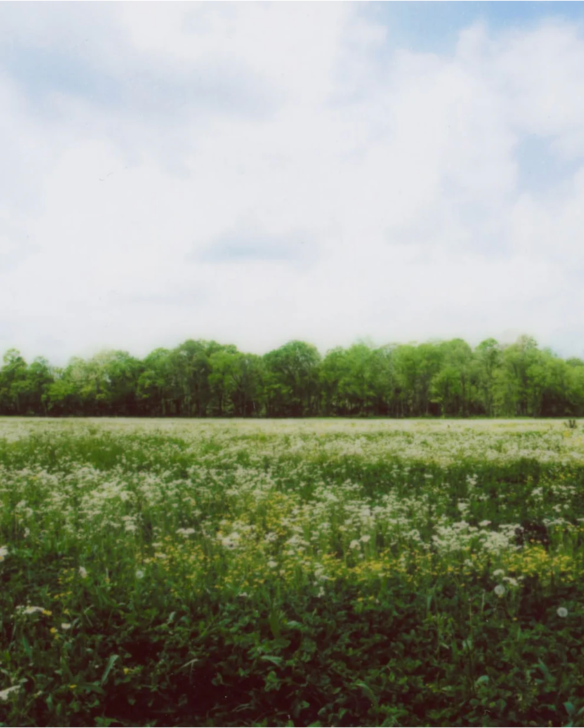 Landscape.png