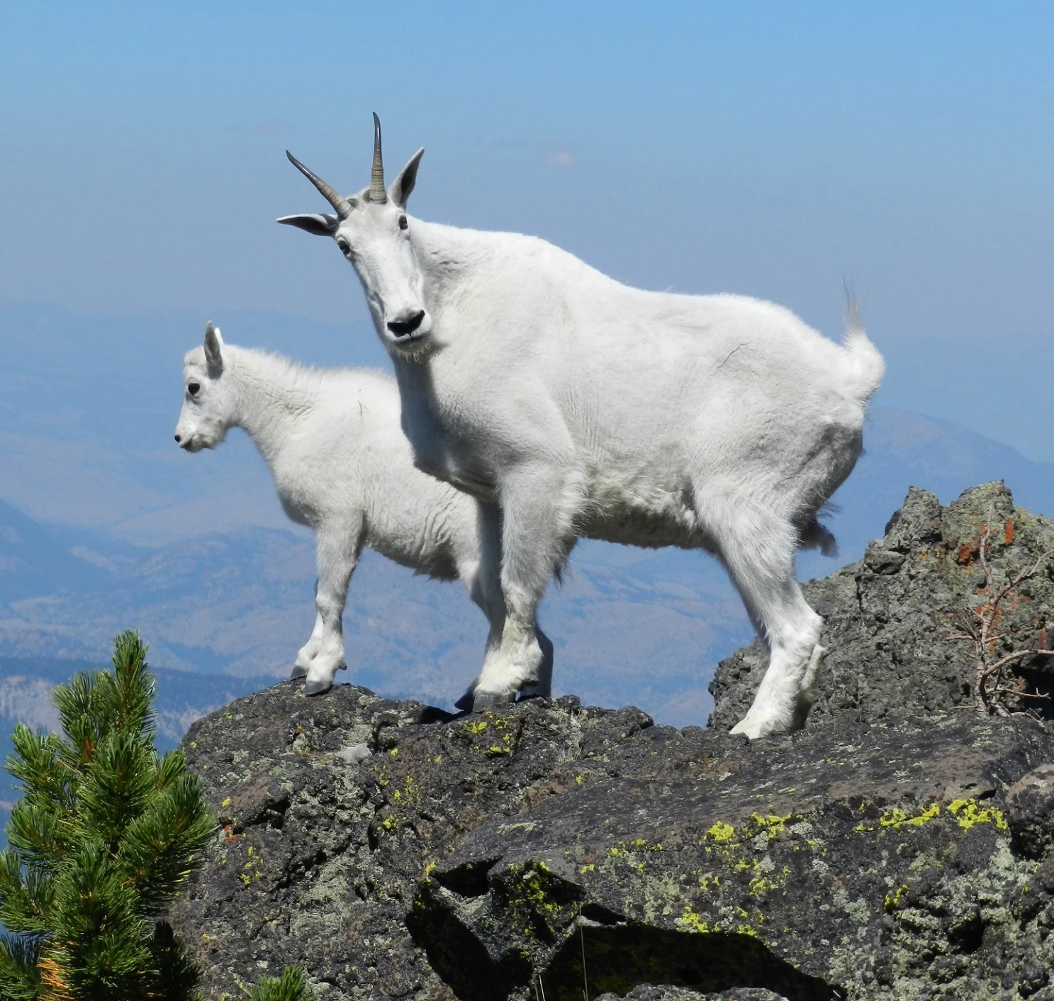 mountain-goats-at-the-top.jpg