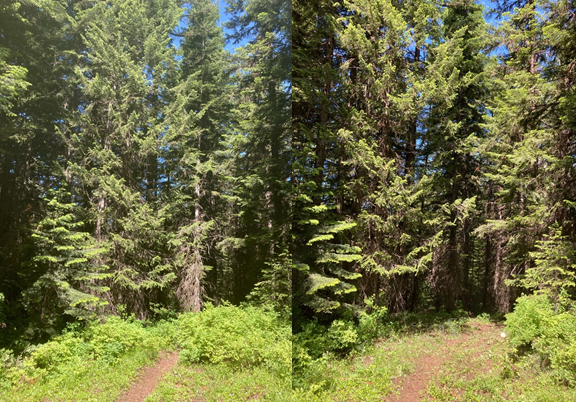 windyBill_beforeafter2.png