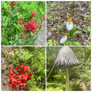 flora.png