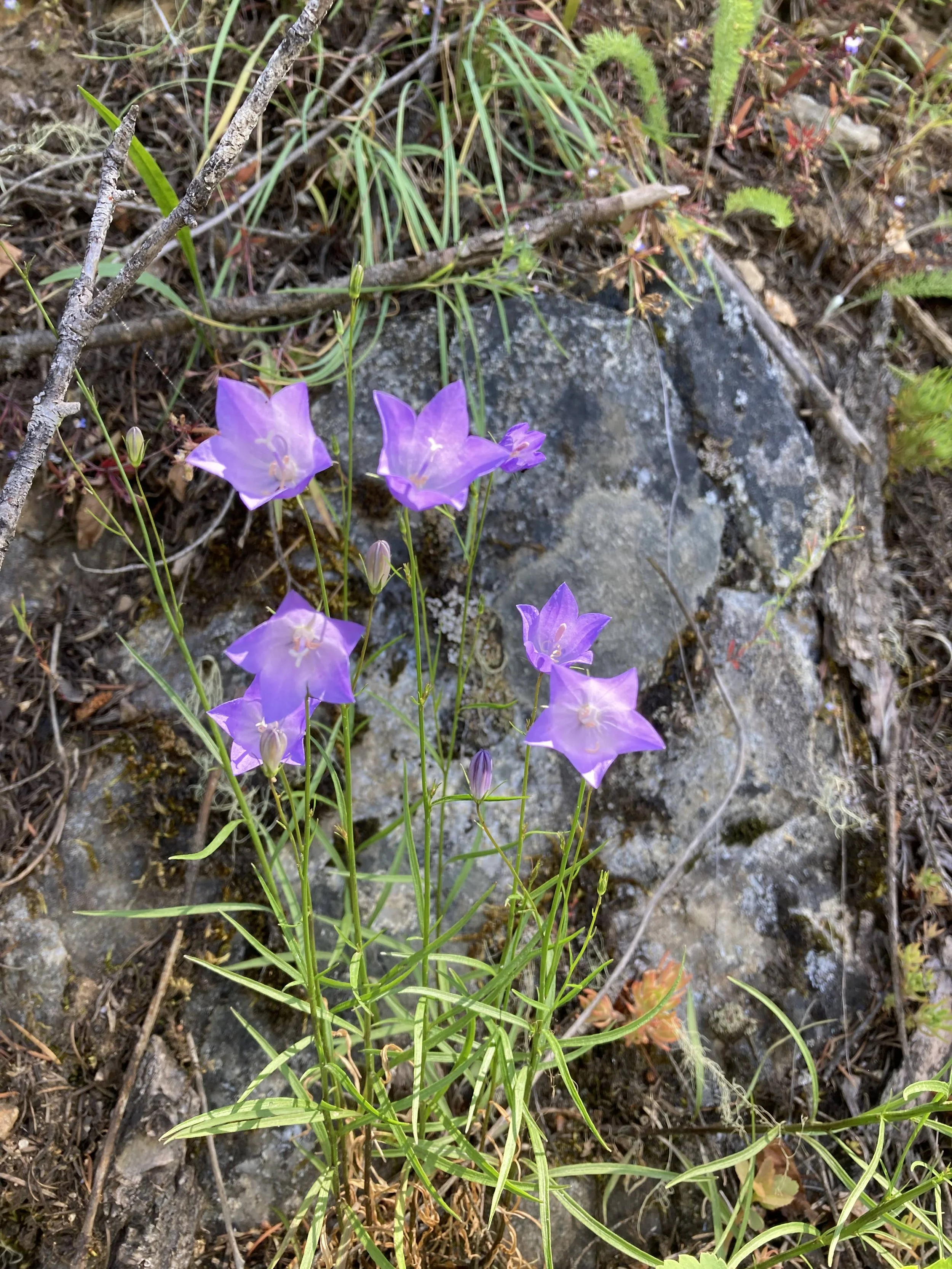 Common Harebell (Campanula rotundifolia)