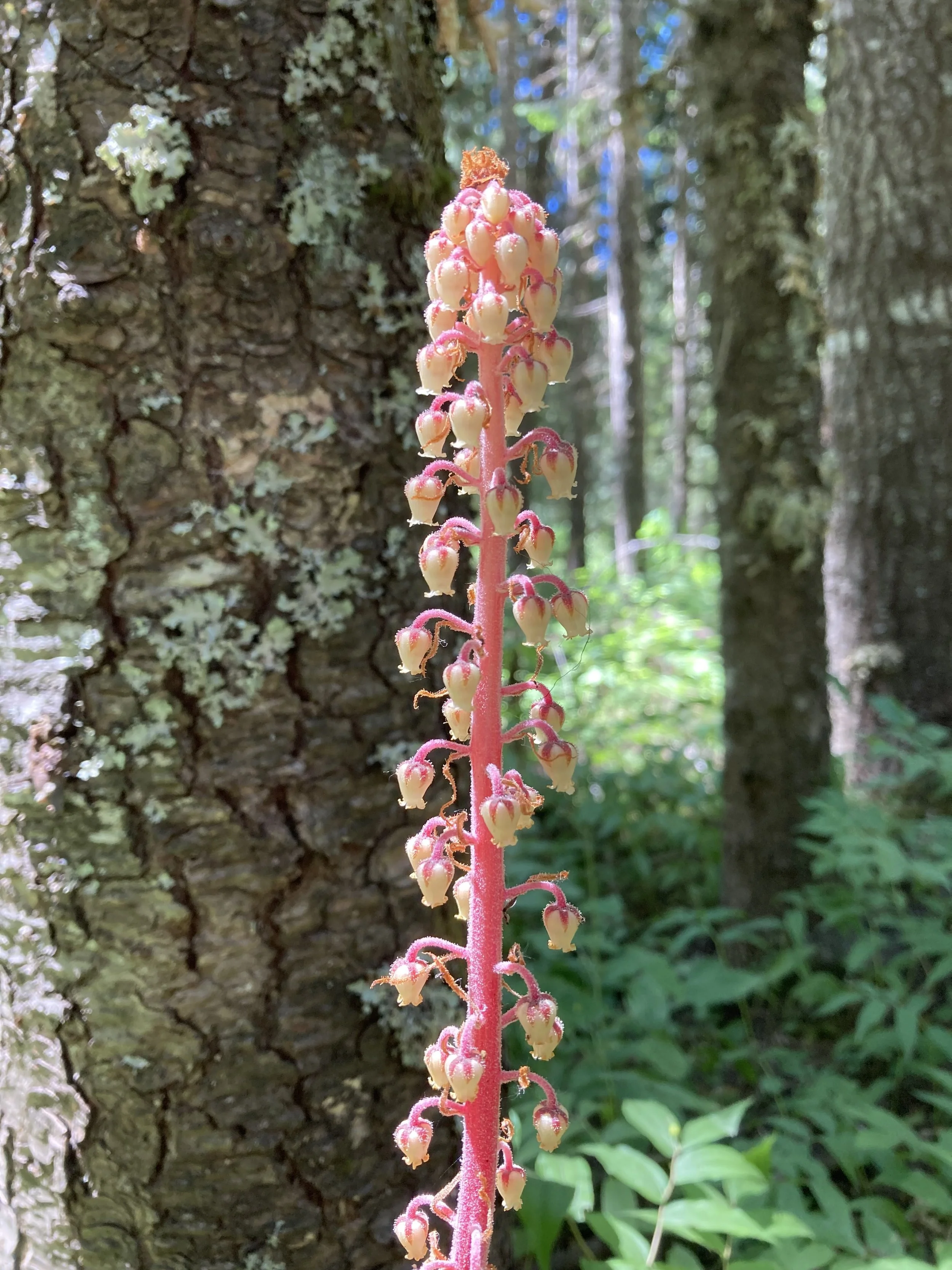 Pinedrops (Pterospora andromedea)