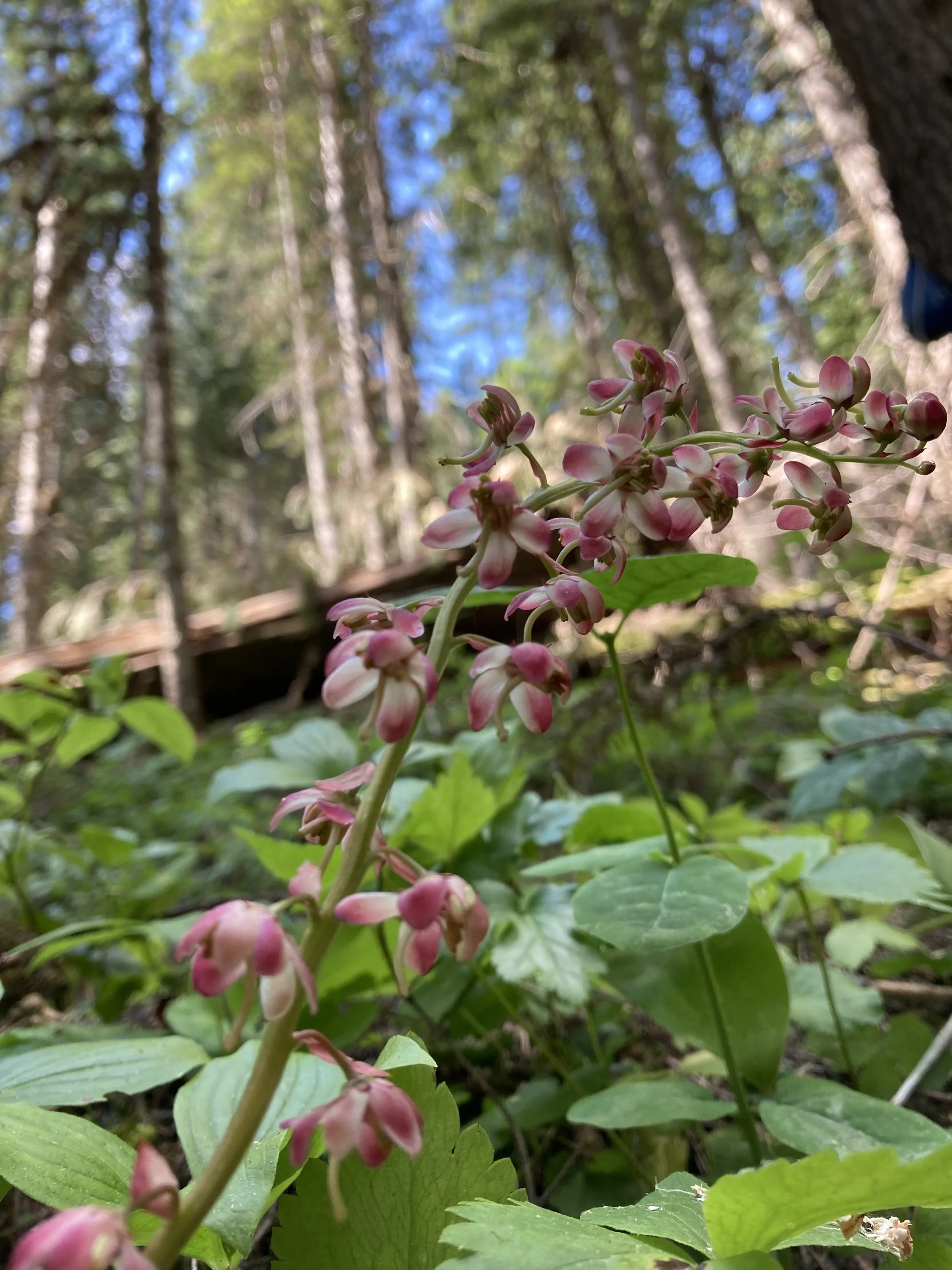 Pink Pyrola (Pyrola asarifolia)