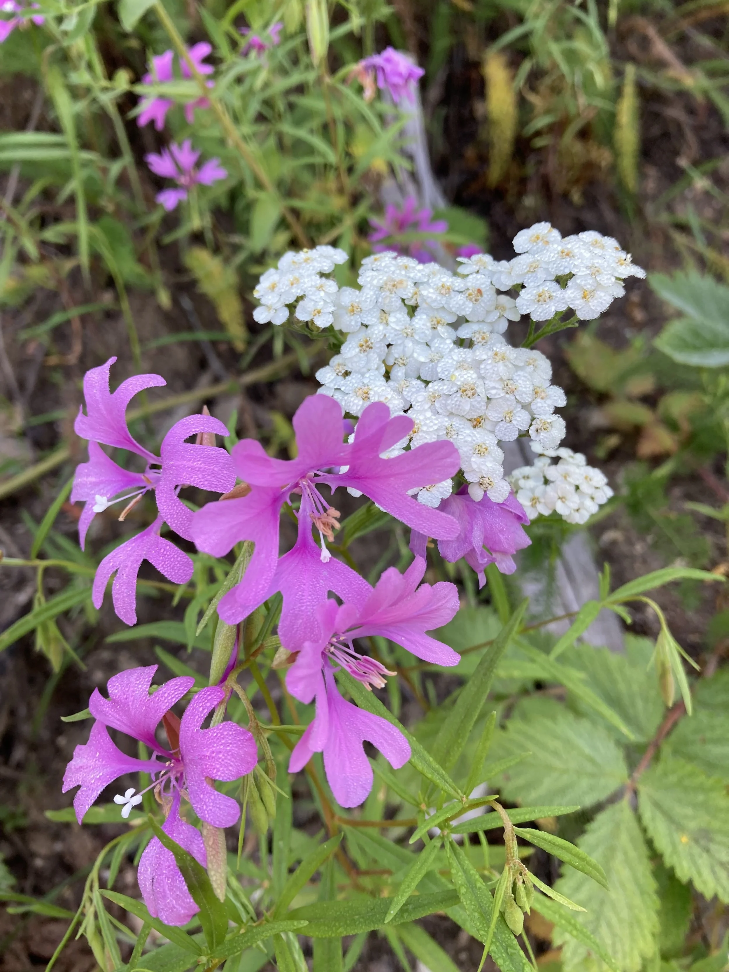 Clarkia and Yarrow