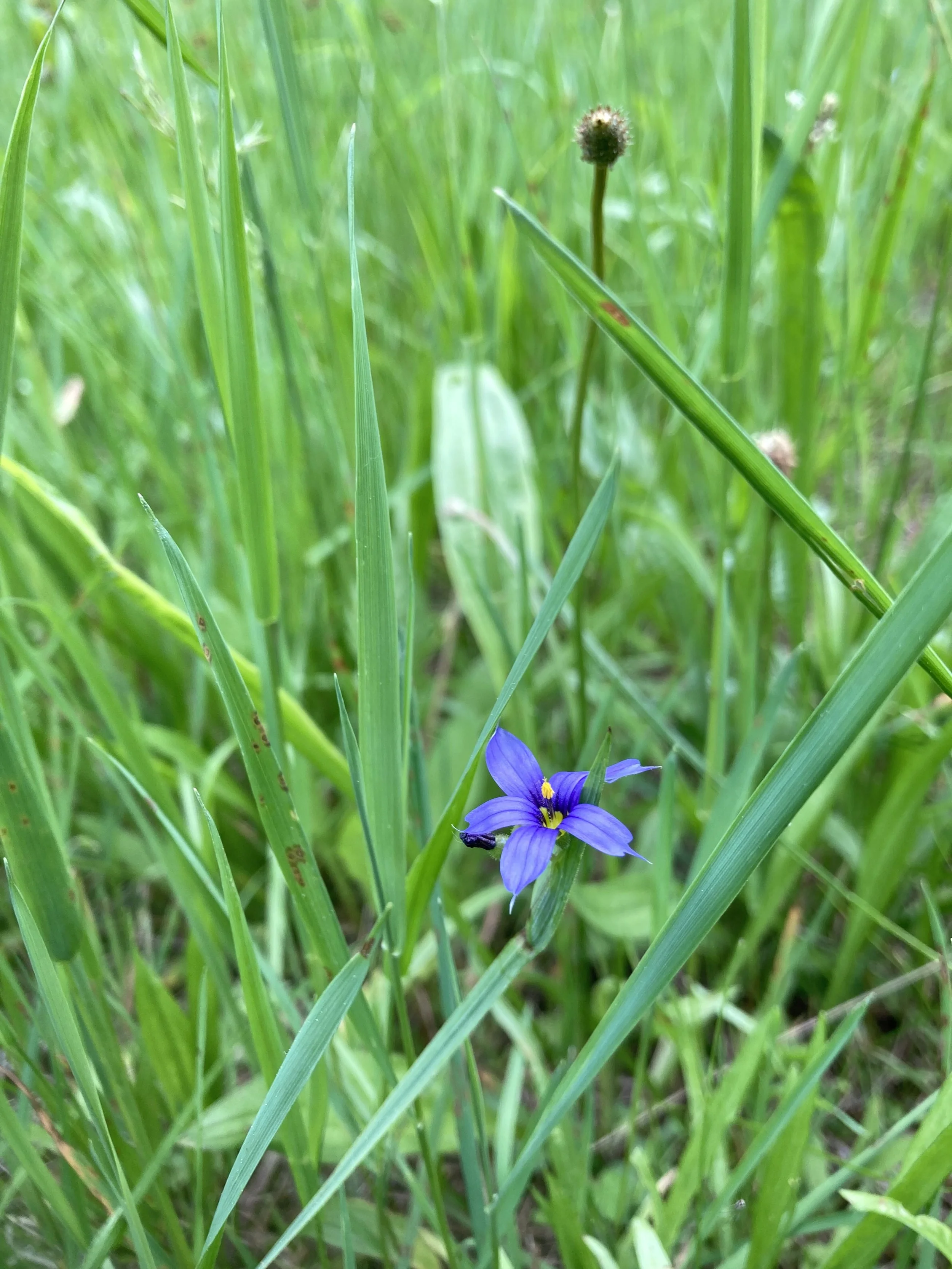 Blue-Eyed Grass (Sisyrinchium angustifolium)