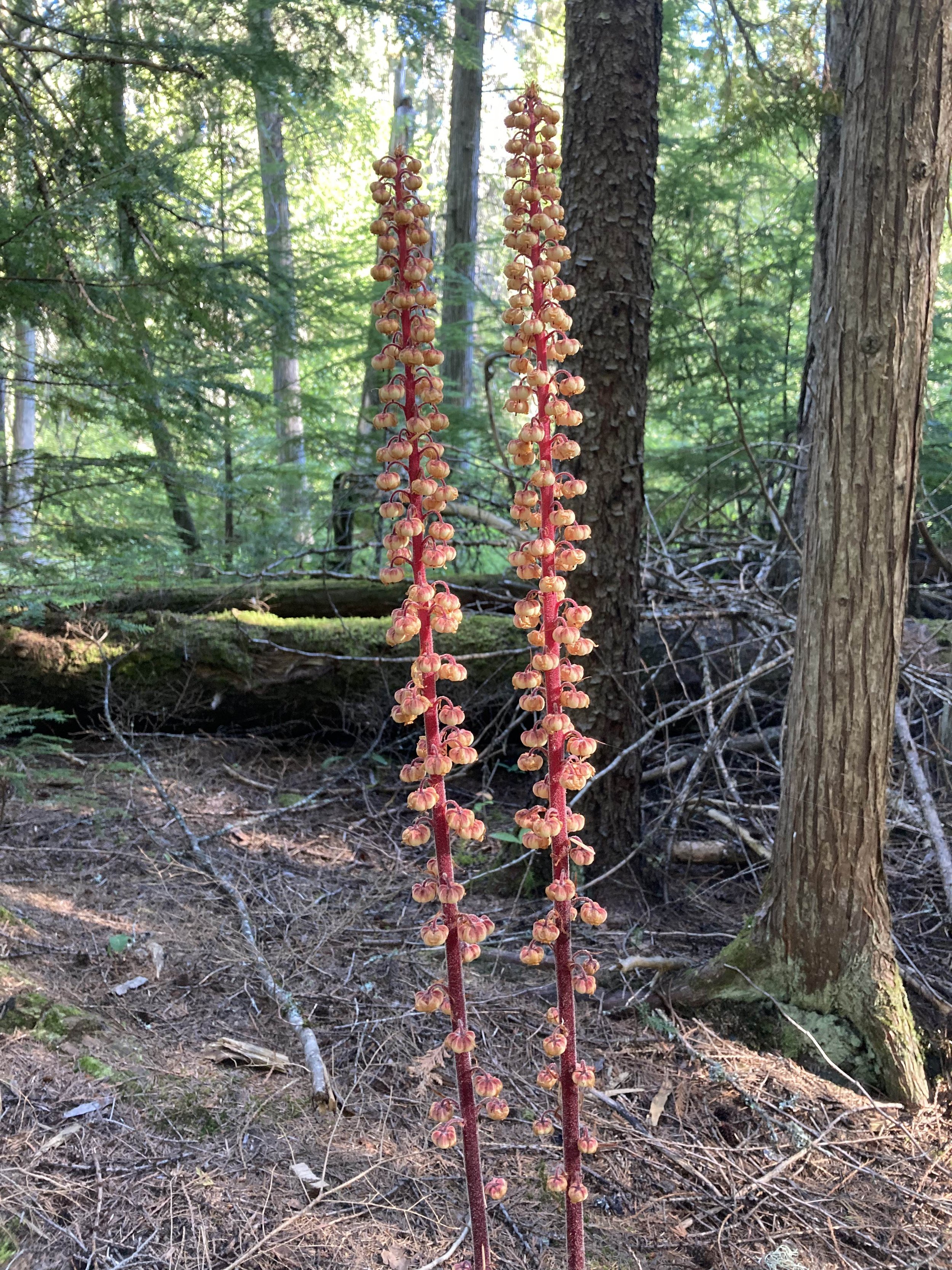 Pinedrops (Pterospora andromedea)