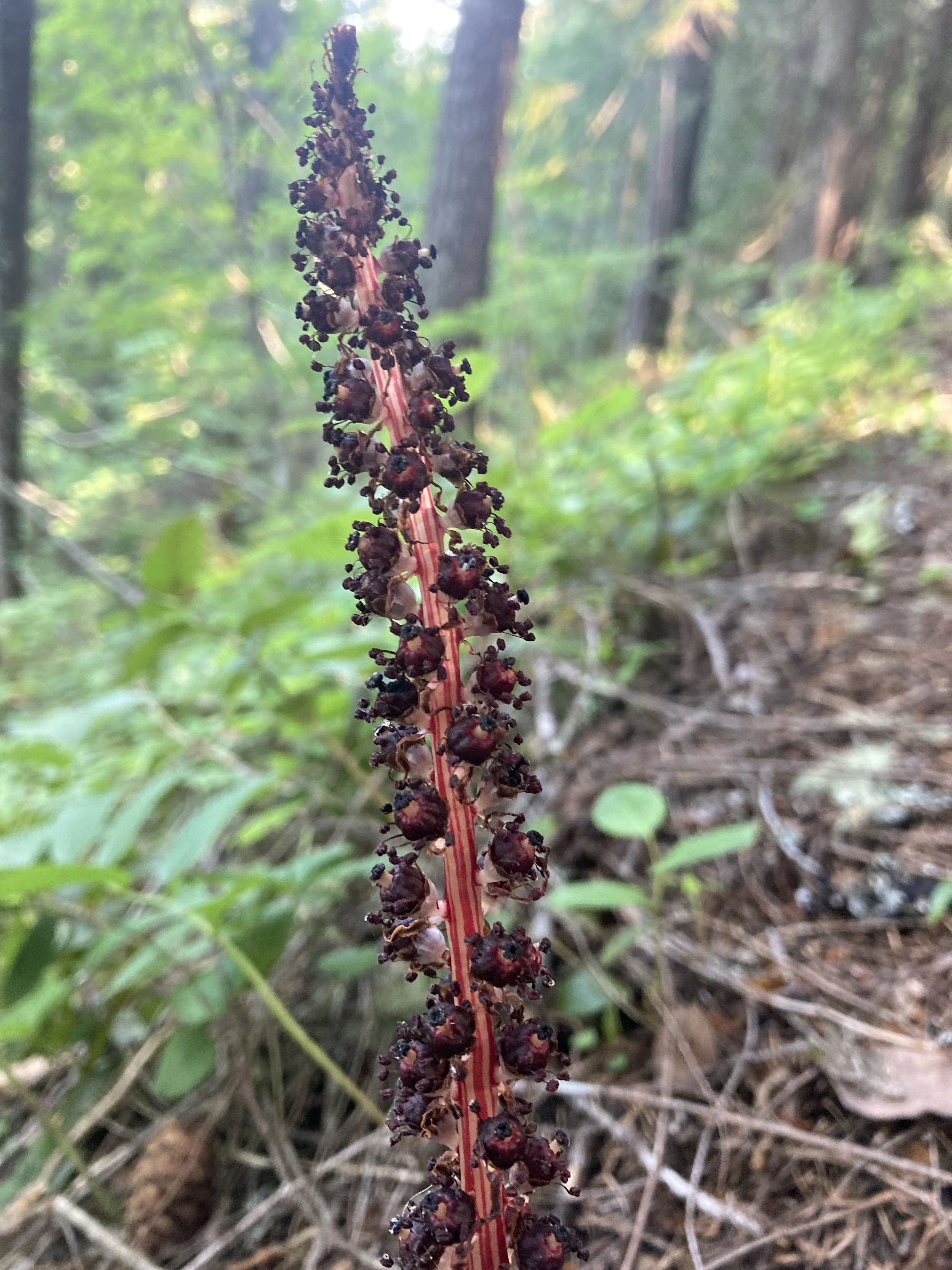 Candystick (Allotropa virgate)
