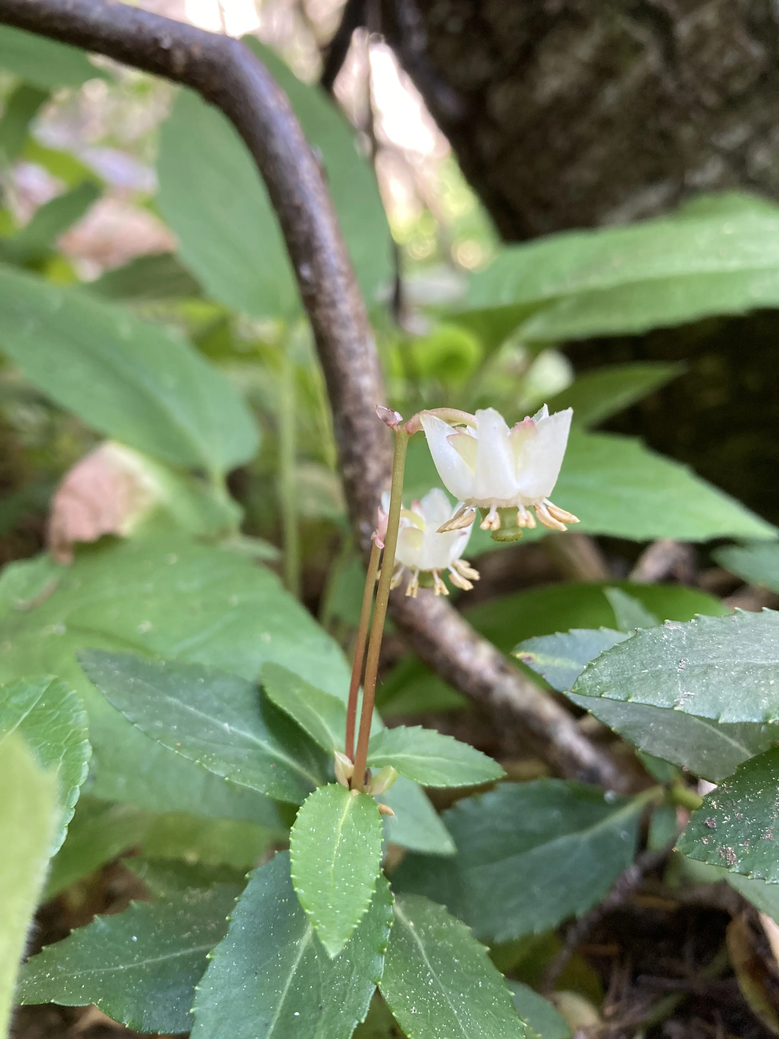 Pipsissewa (Chimaphila umbellate)