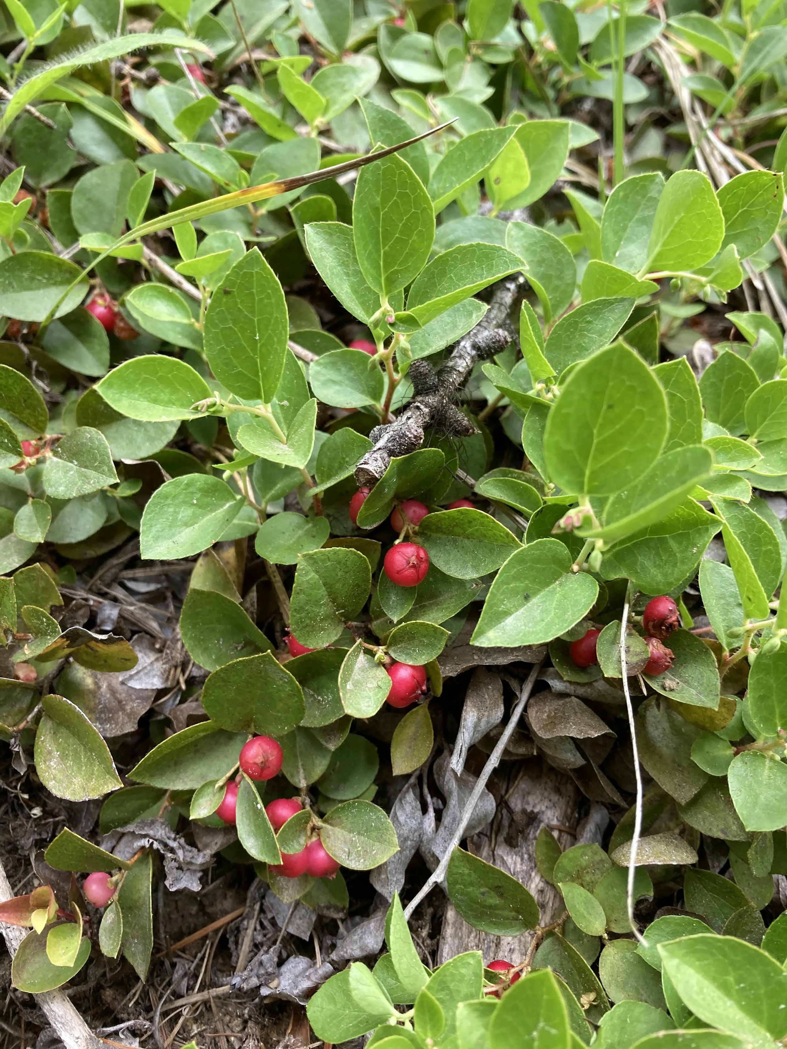 Creeping Wintergreen (Gaultheria humifusa)