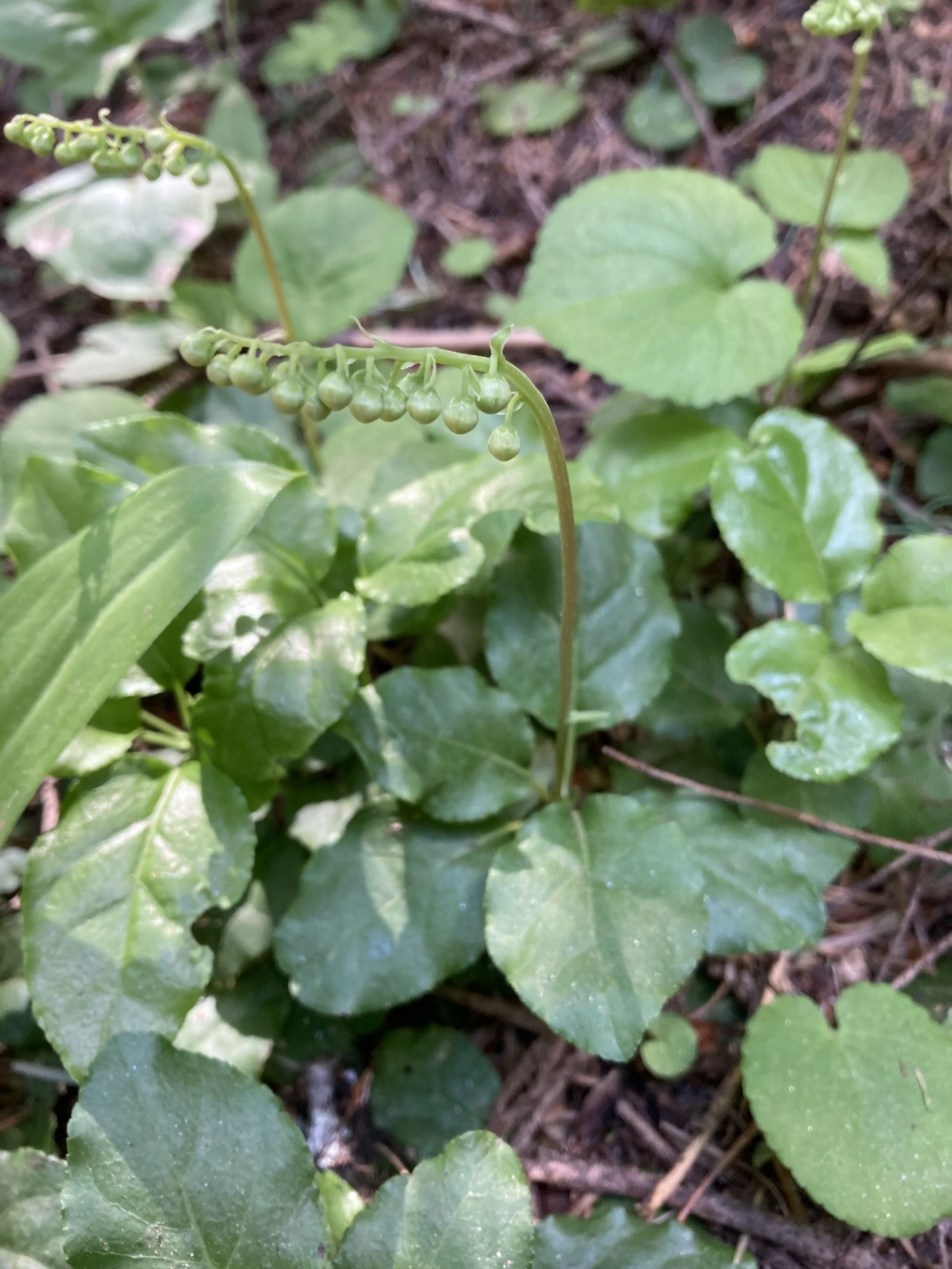 One-sided Pyrola (Pyrola secunda)