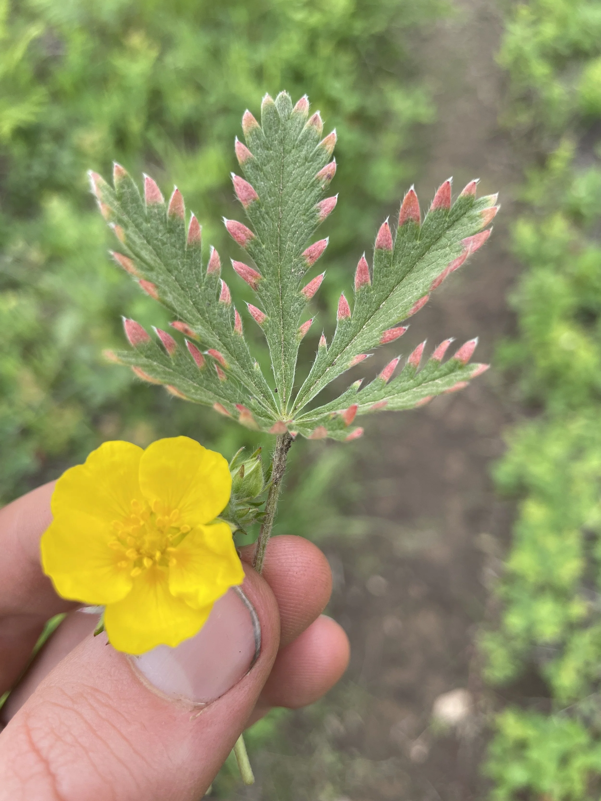 cinquefoil.JPG