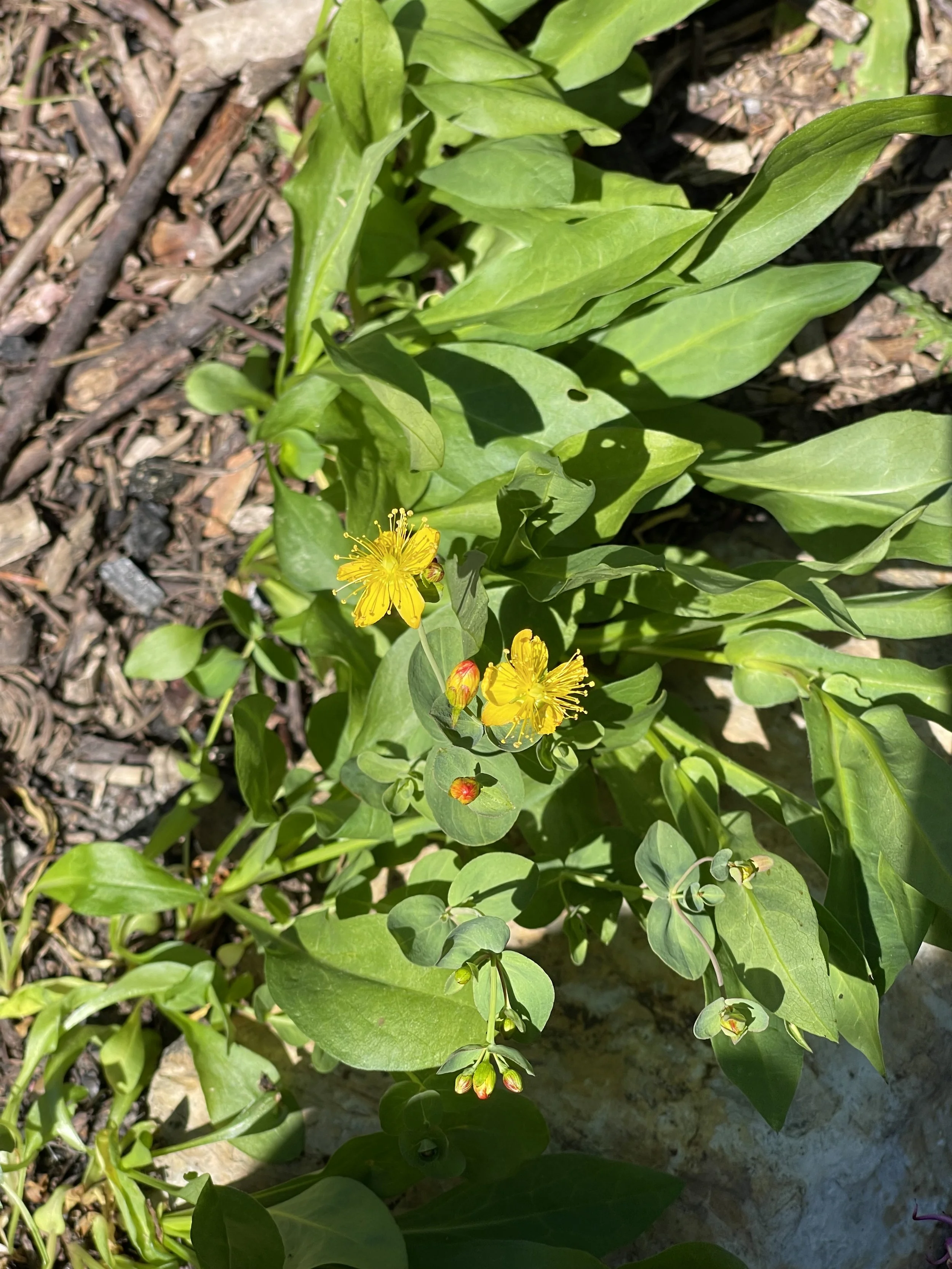 western_st_johns_wort_flower.JPG