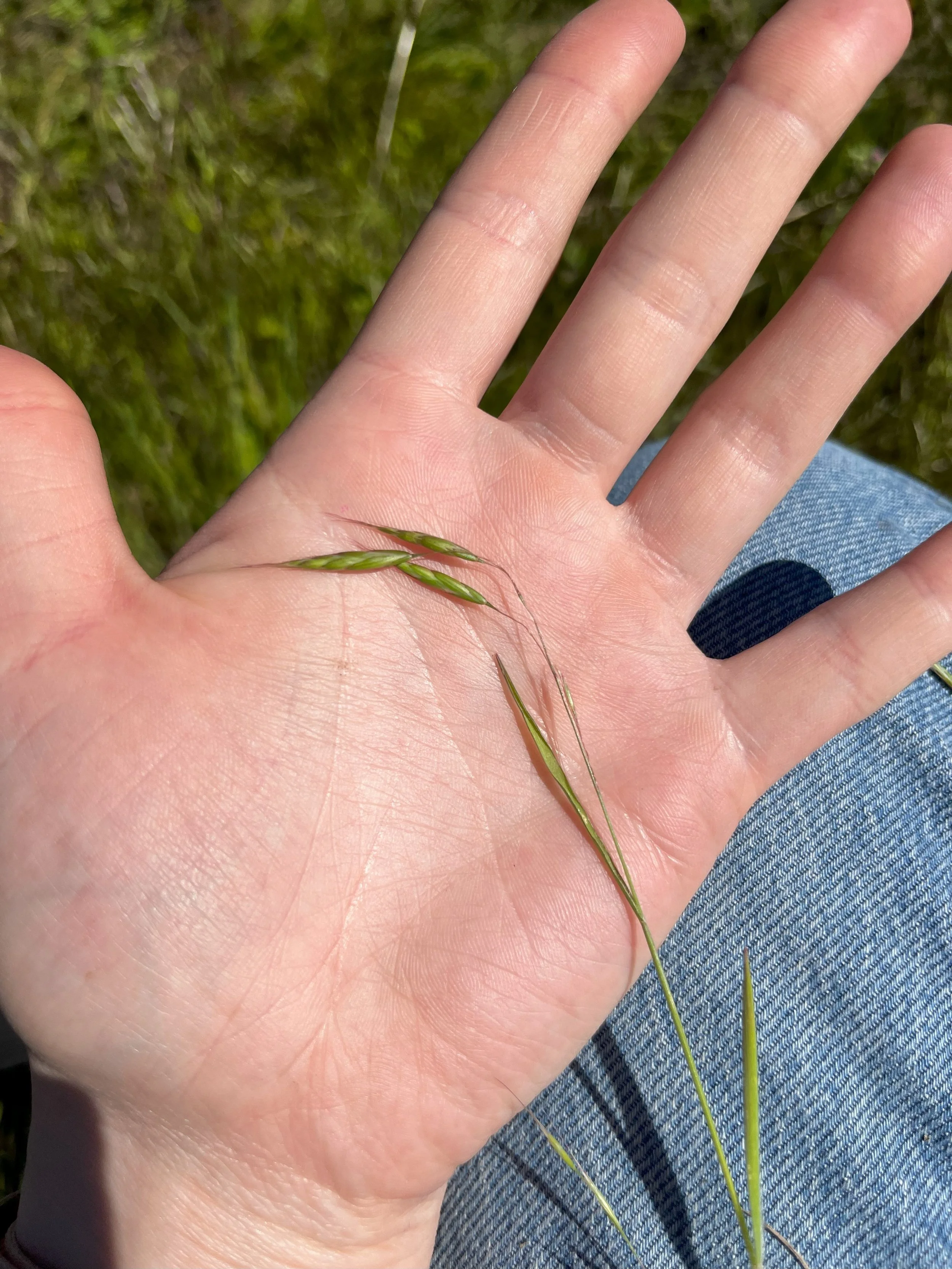 FieldBrome_training.jpg