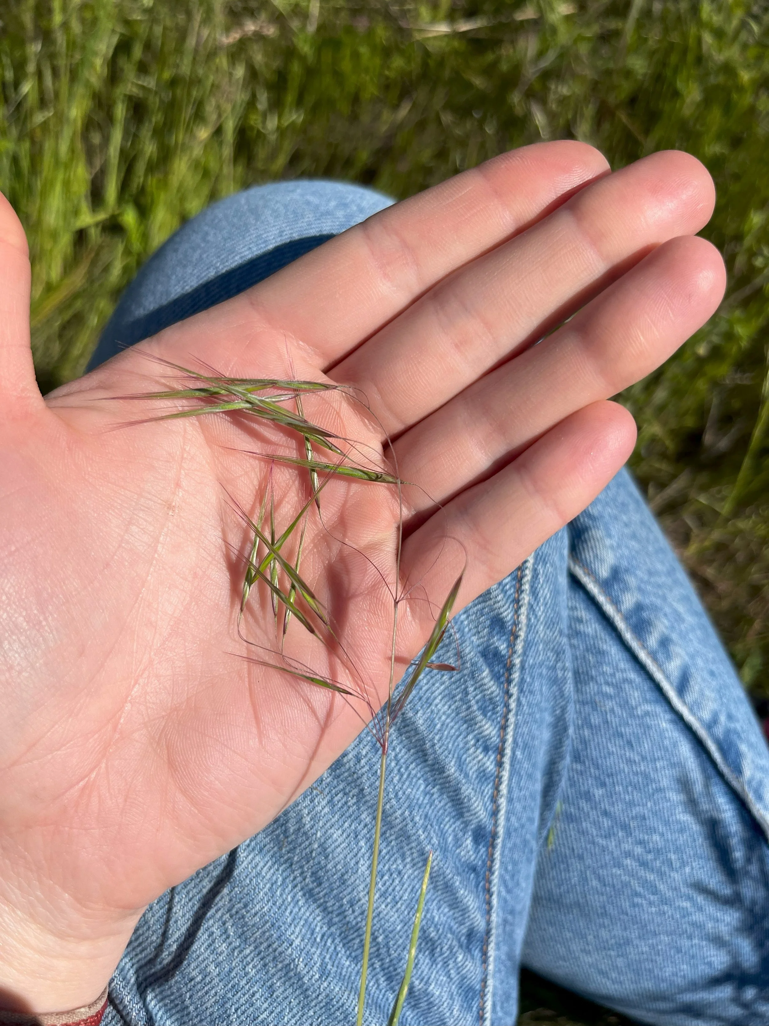 Cheatgrass_Training.jpg