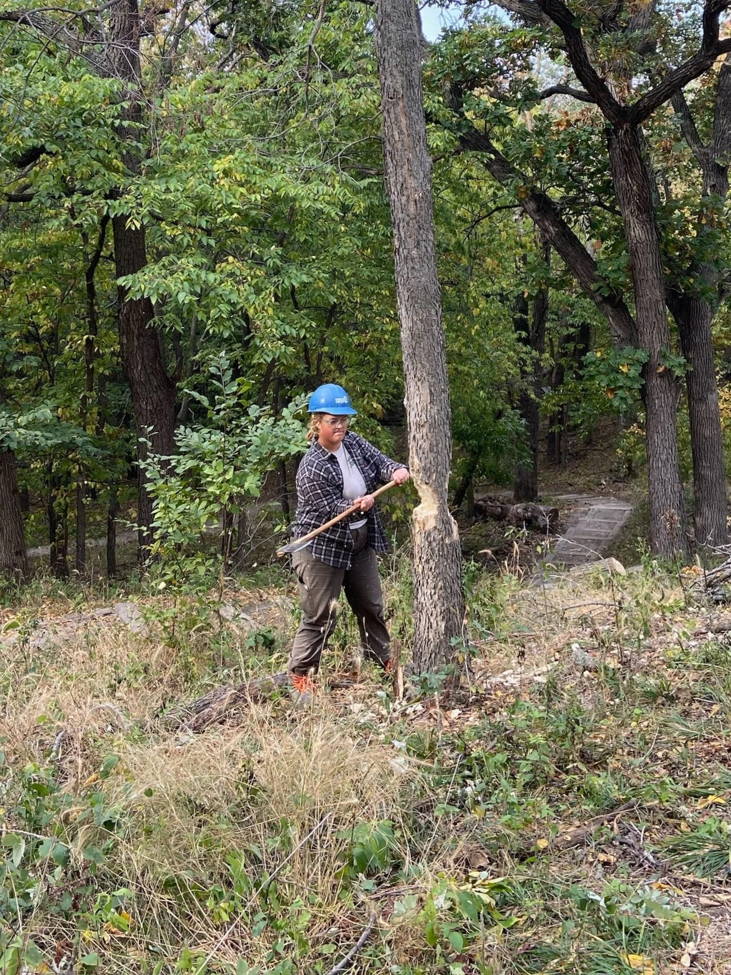 Felling a tree with an axe.