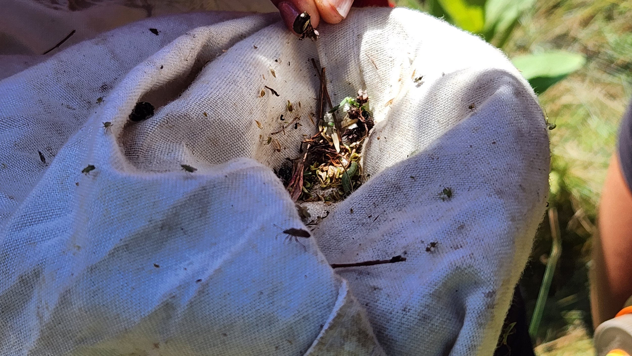 SIMP_biocontrol.jpg