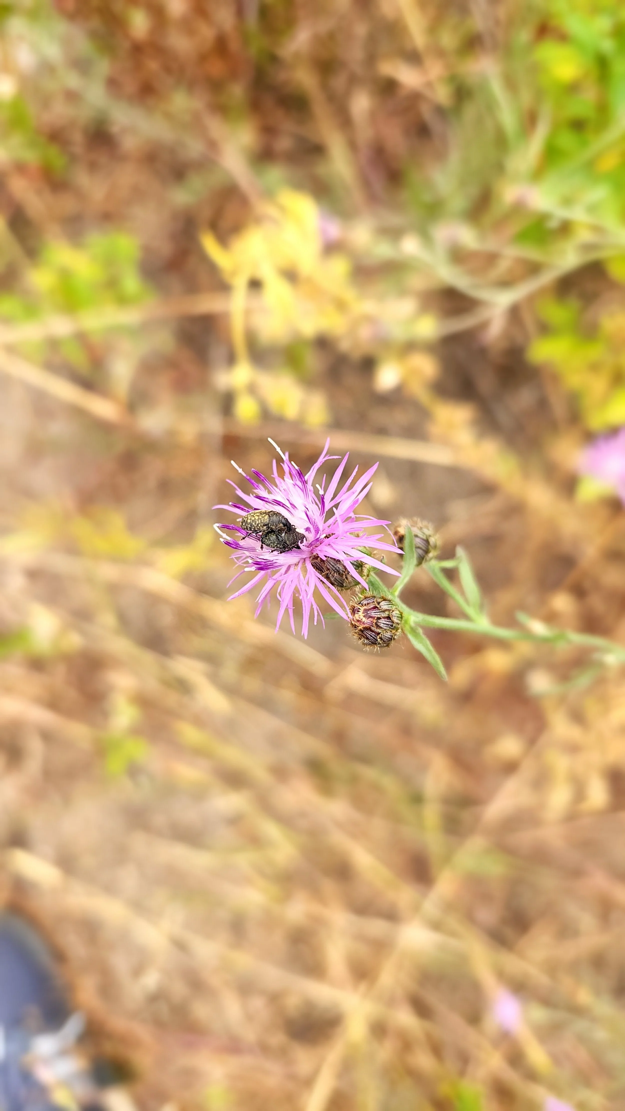 biocontrol_knapweed.jpg