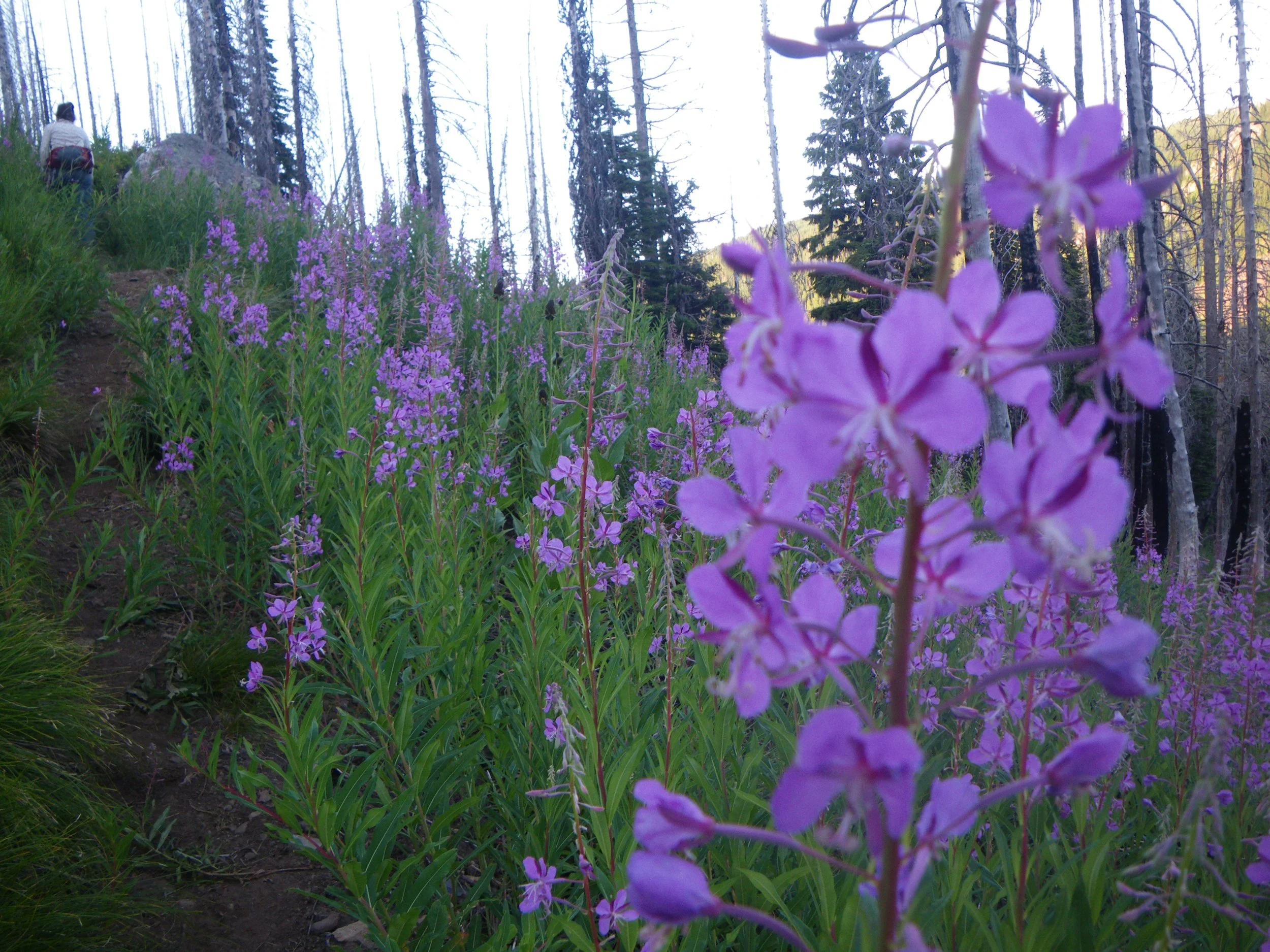 738fireweed.JPG