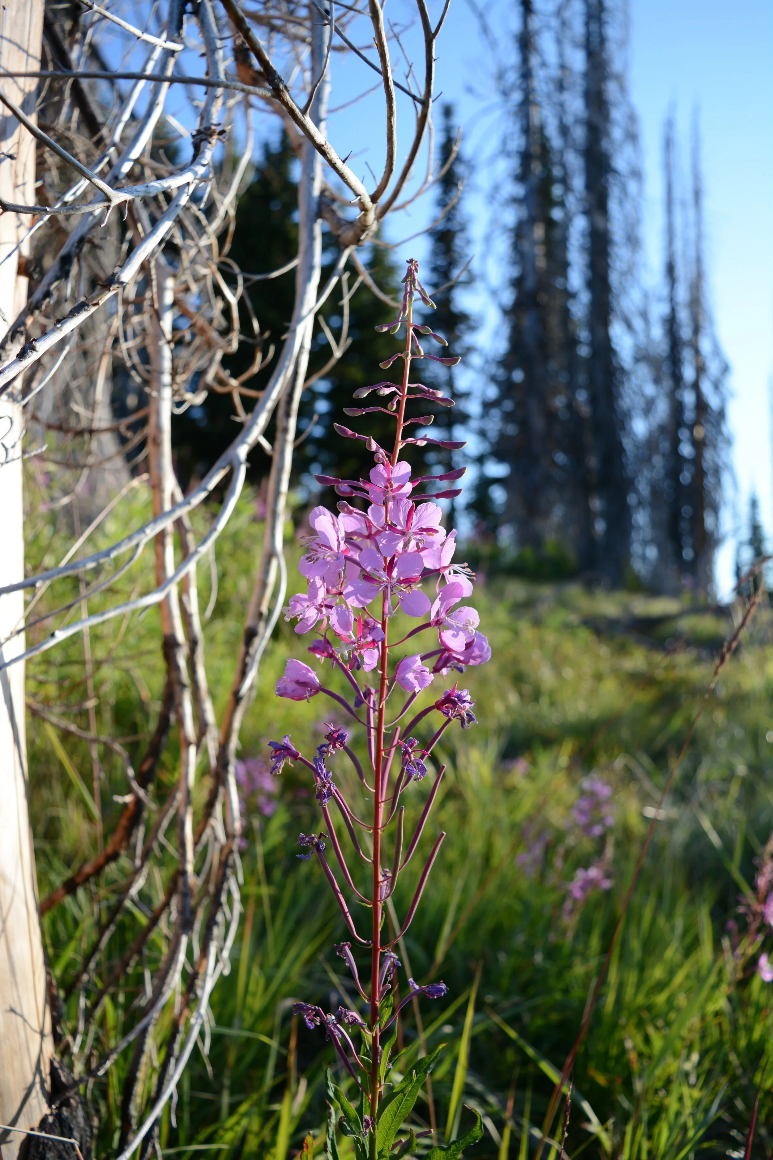 fireweed.jpg