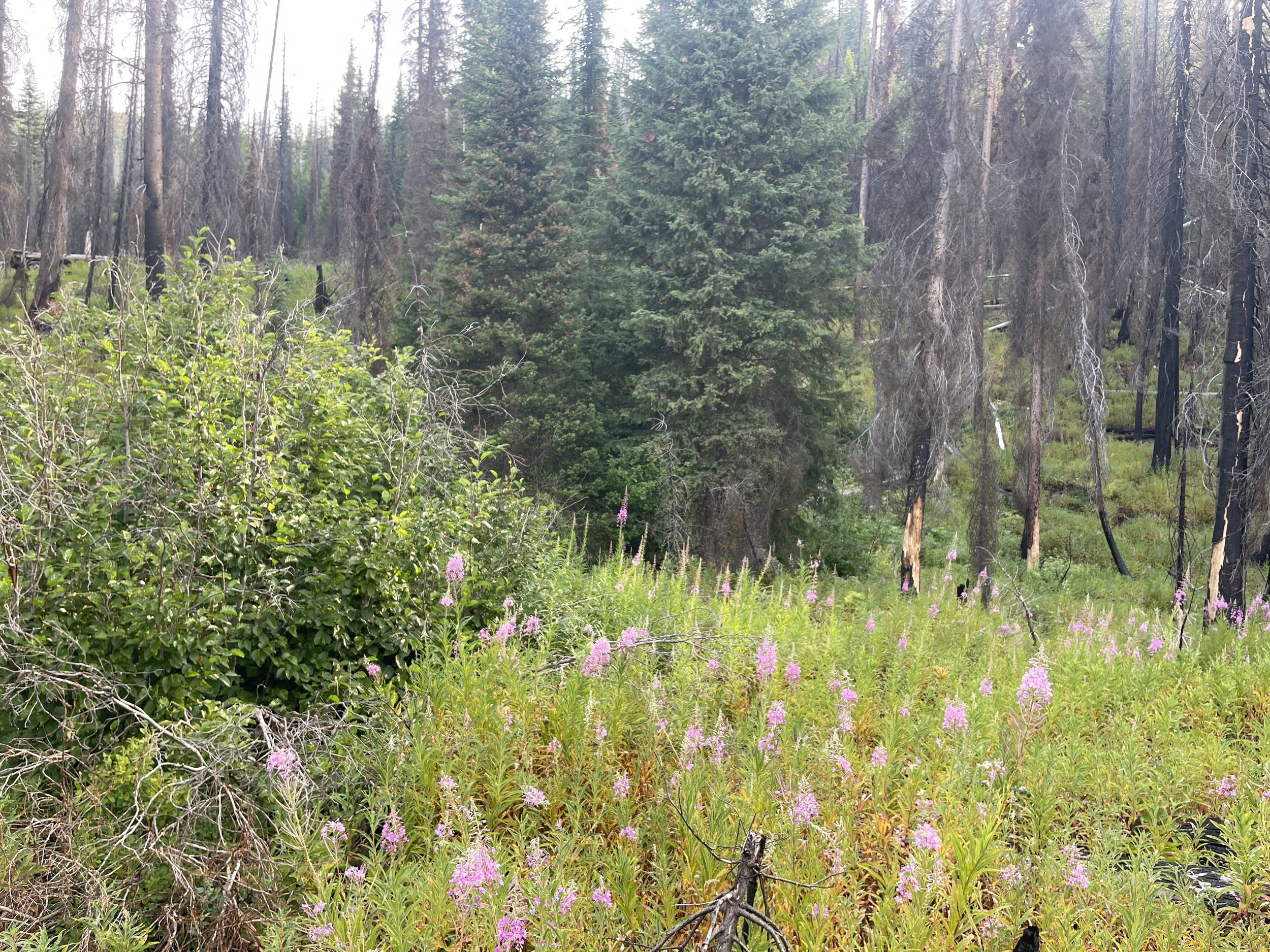 fireweed (2).JPG